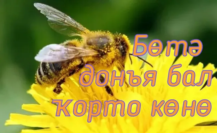 Бөгөн - ҡорт балы көнө билдәләнә