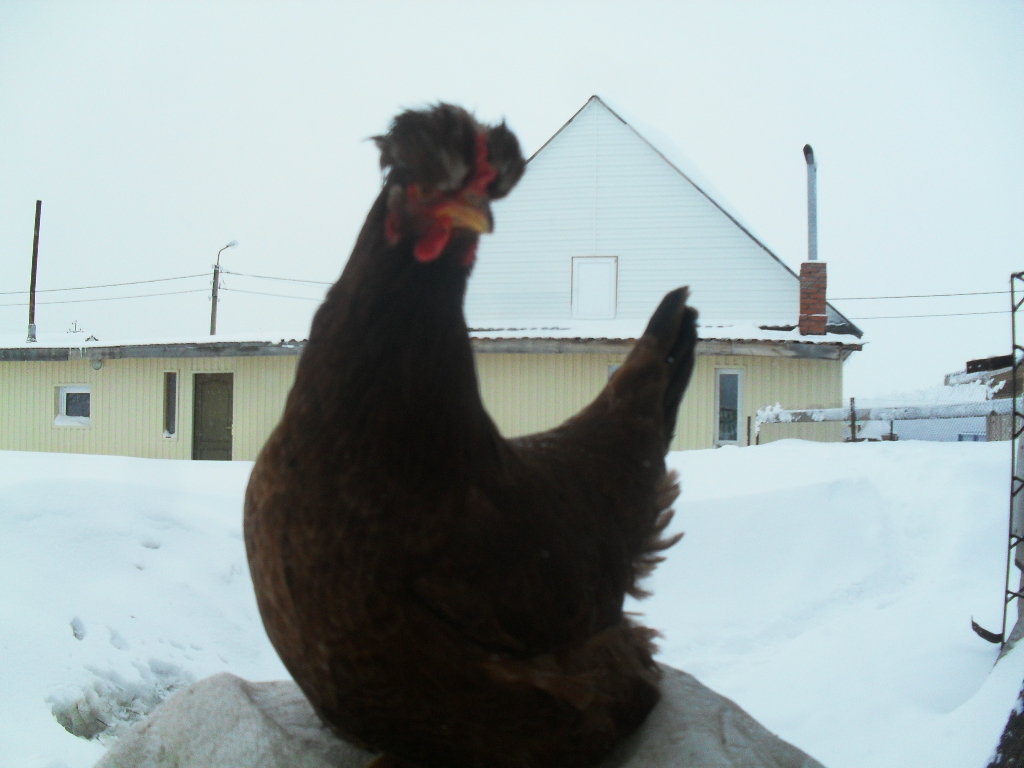 Башкирские птицеводы нарастили экспорт суточных цыплят в Казахстан