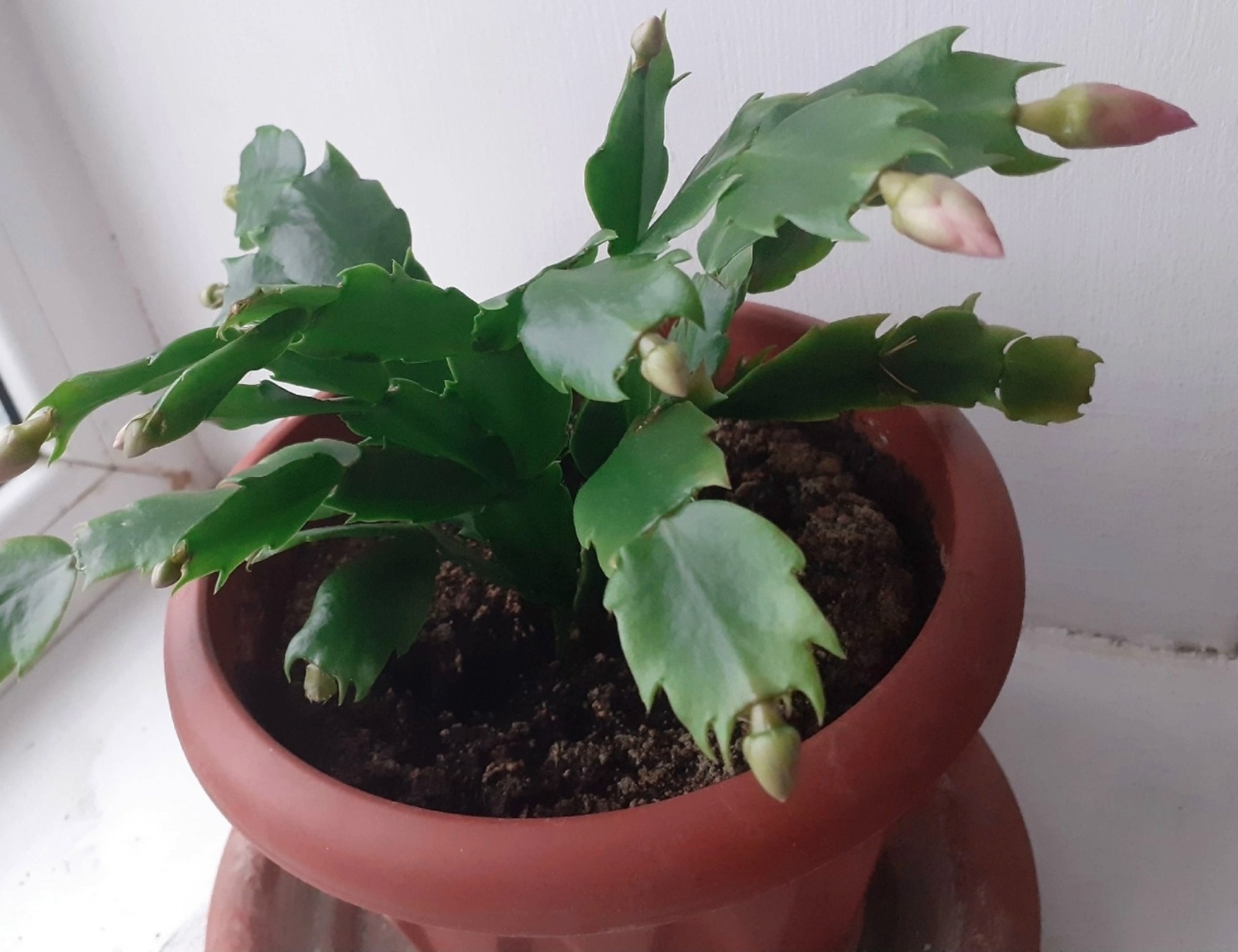 Һыу һибегеҙ гөлдәргә!