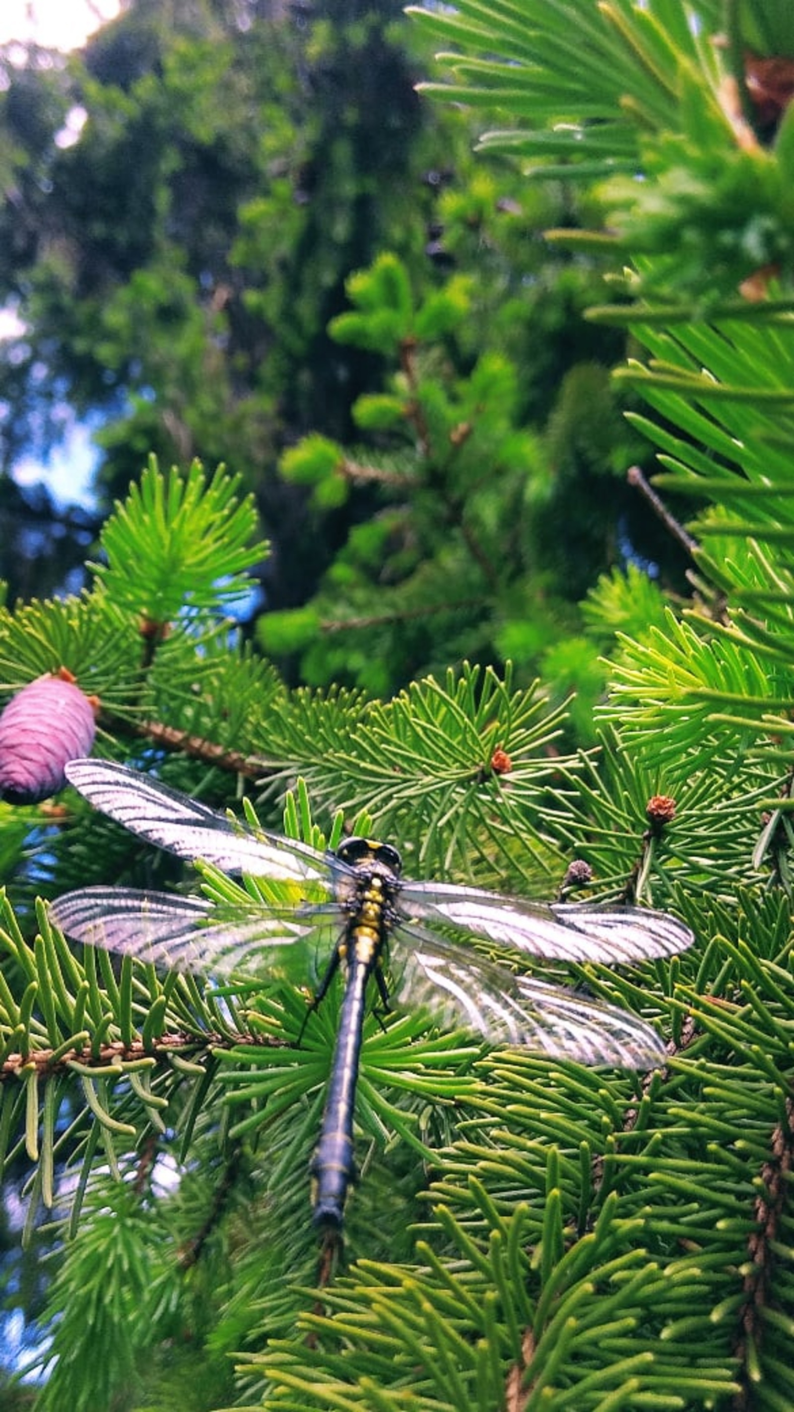 БИР, ХОҘАЙЫМ