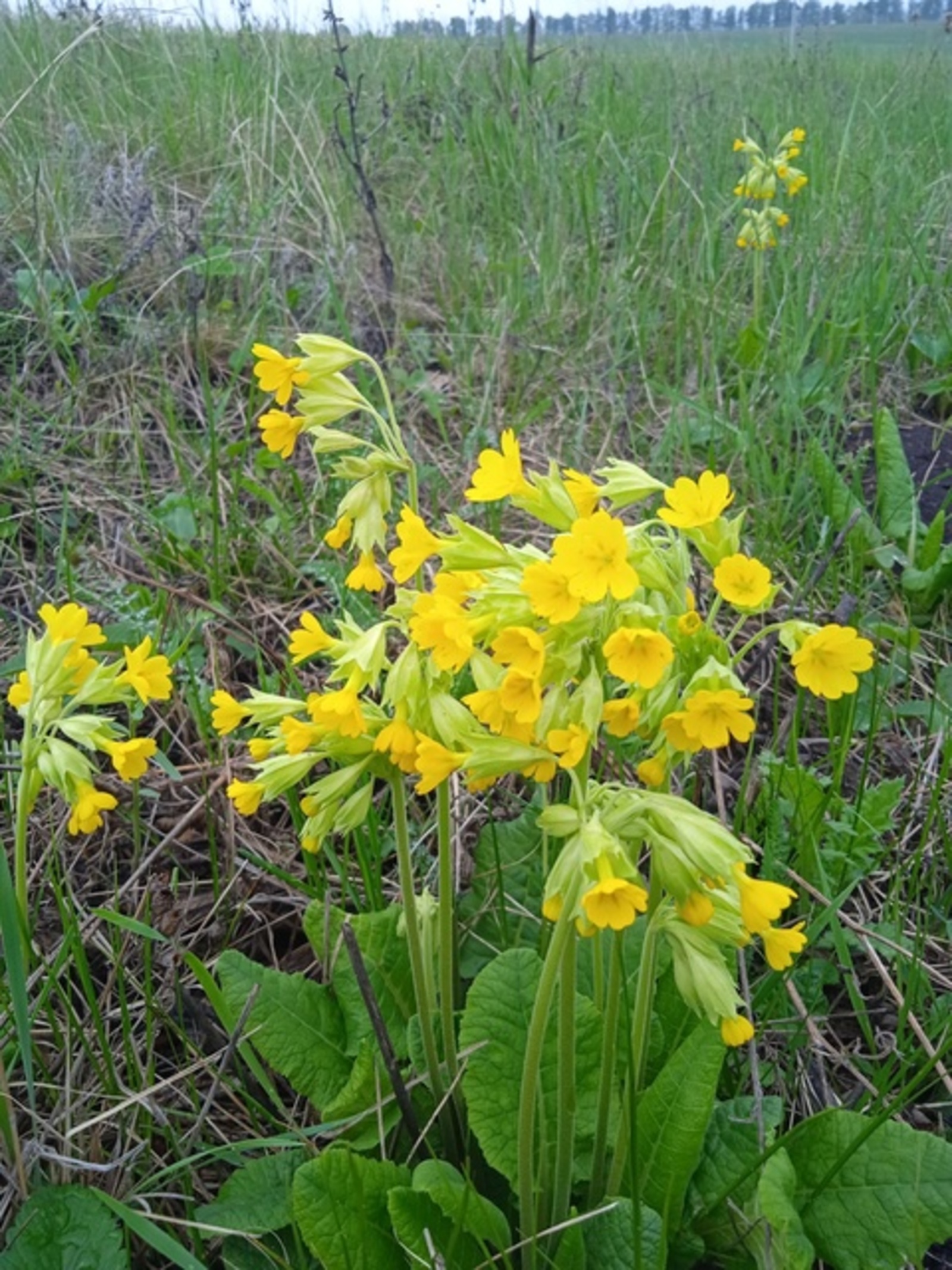 МӘРХӘП ЯЛАНЫ