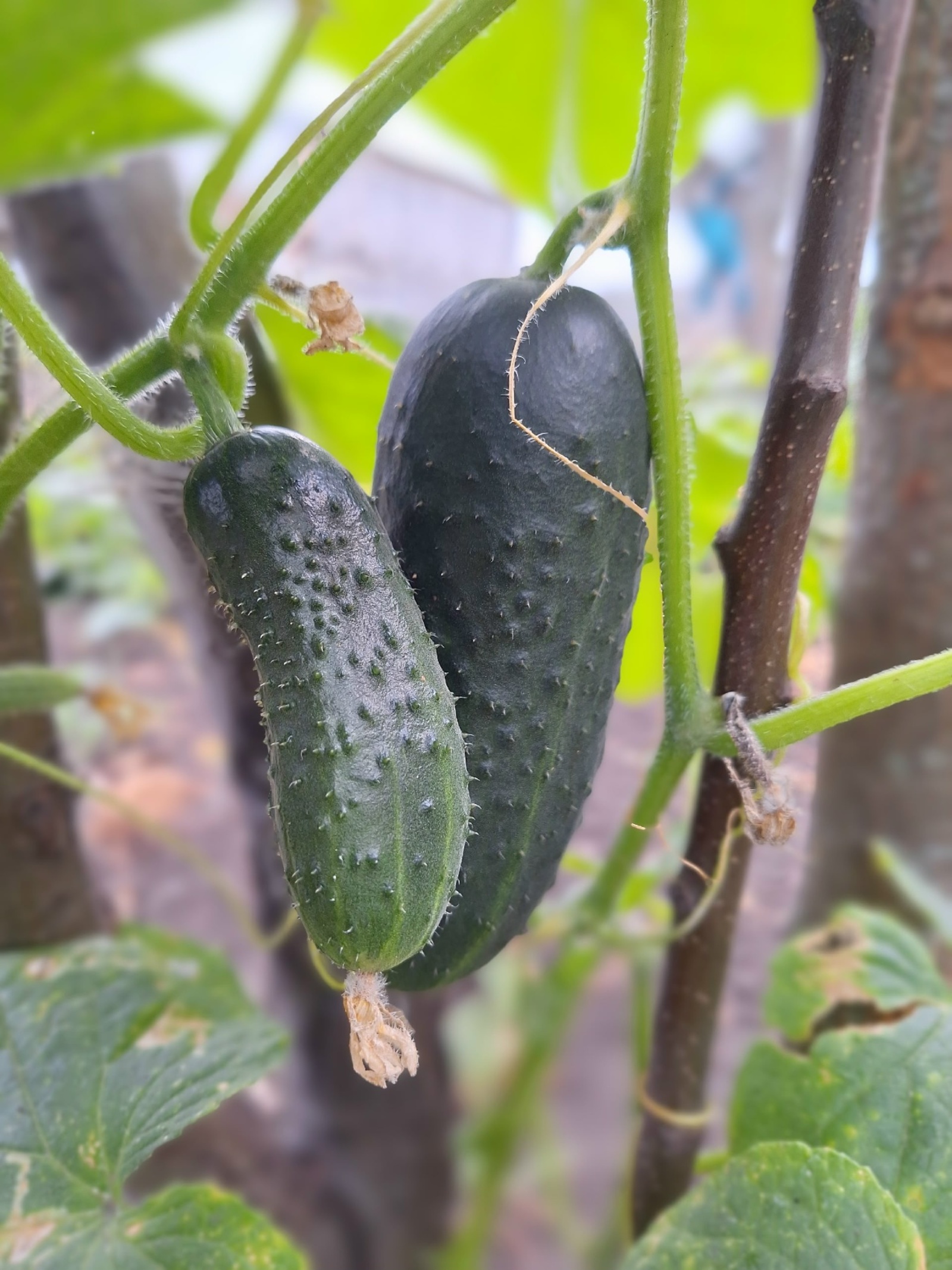 Шәп кәңәш бит был!