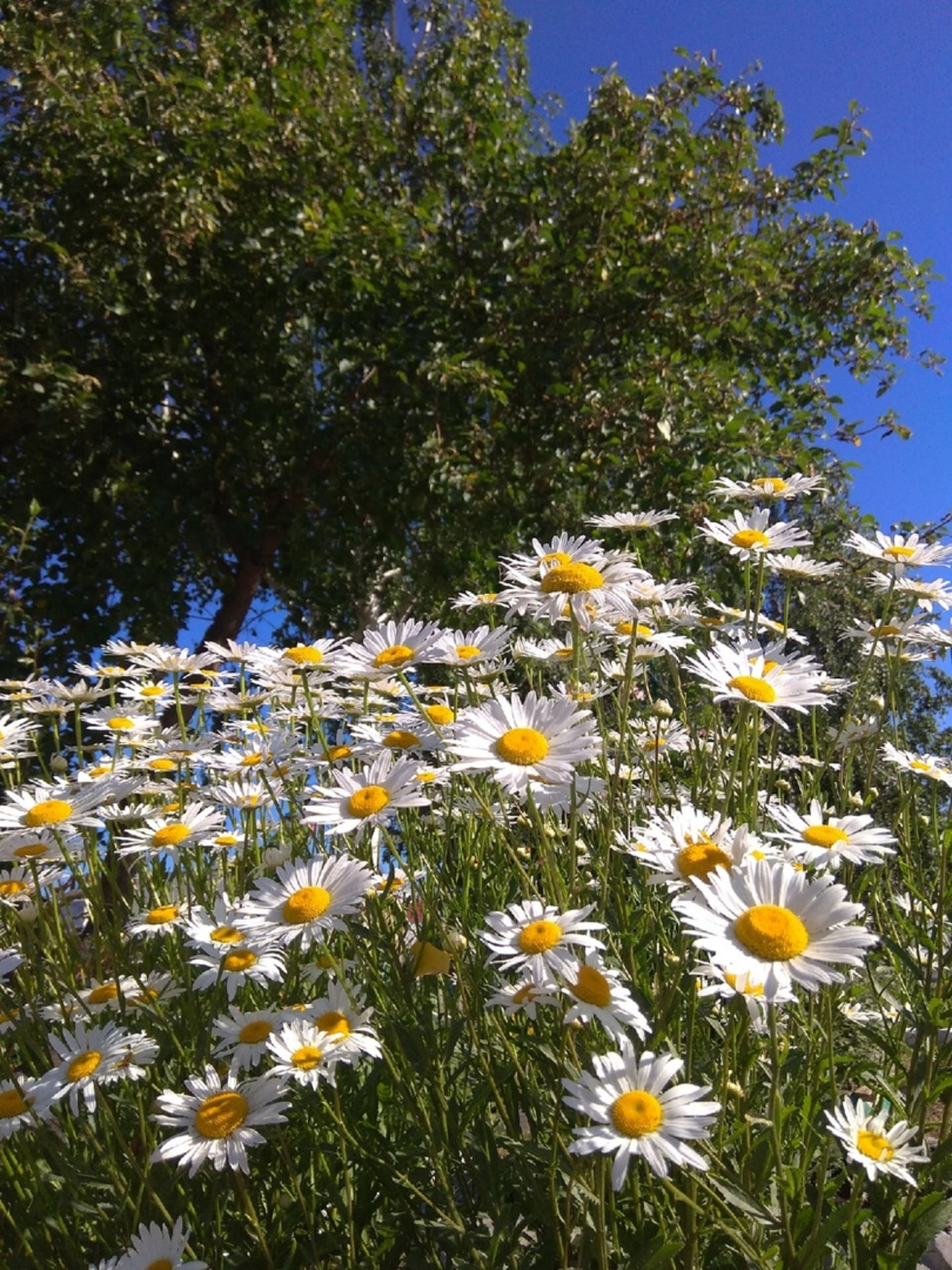 ШАР. Салауат Әбүзәр. Хикәйә