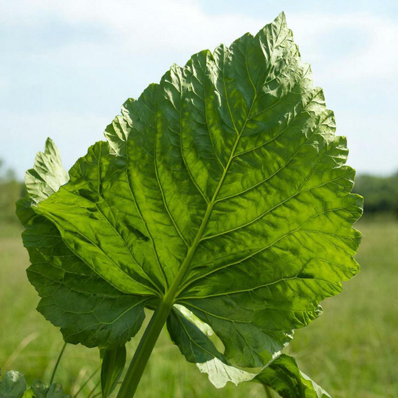 Дегәнәк юҡҡа ғына «Академик” исемен йөрөтмәй