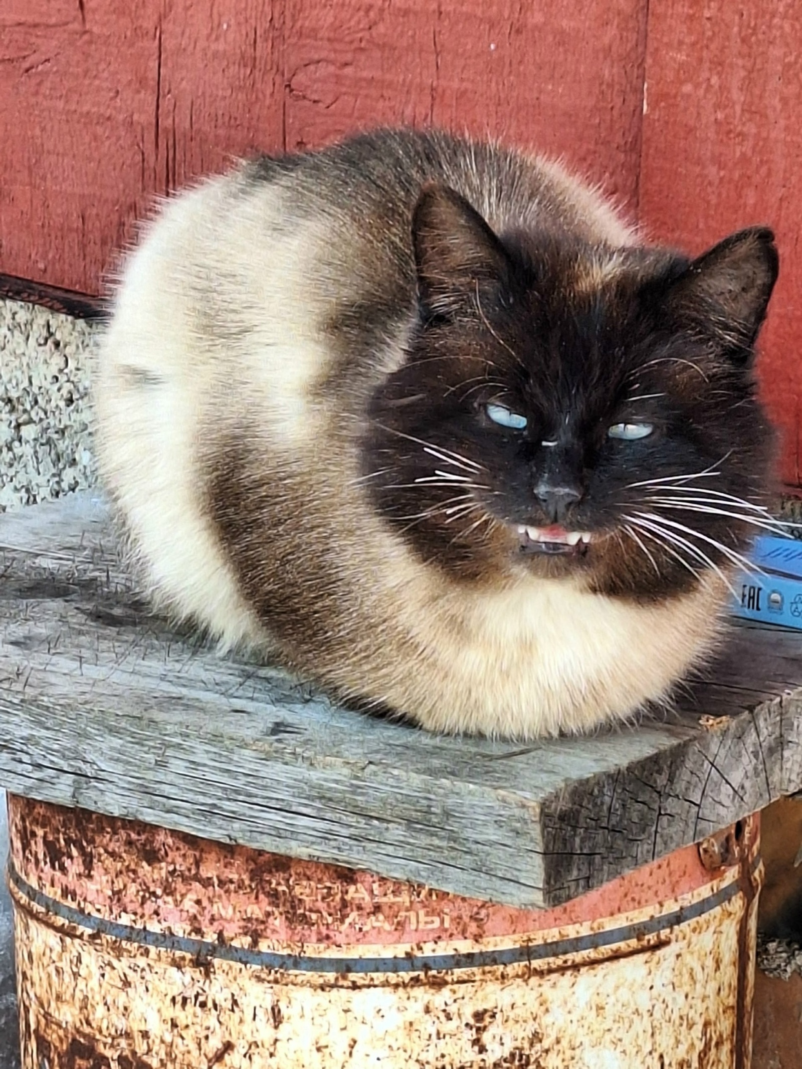 Мосолман бесәй