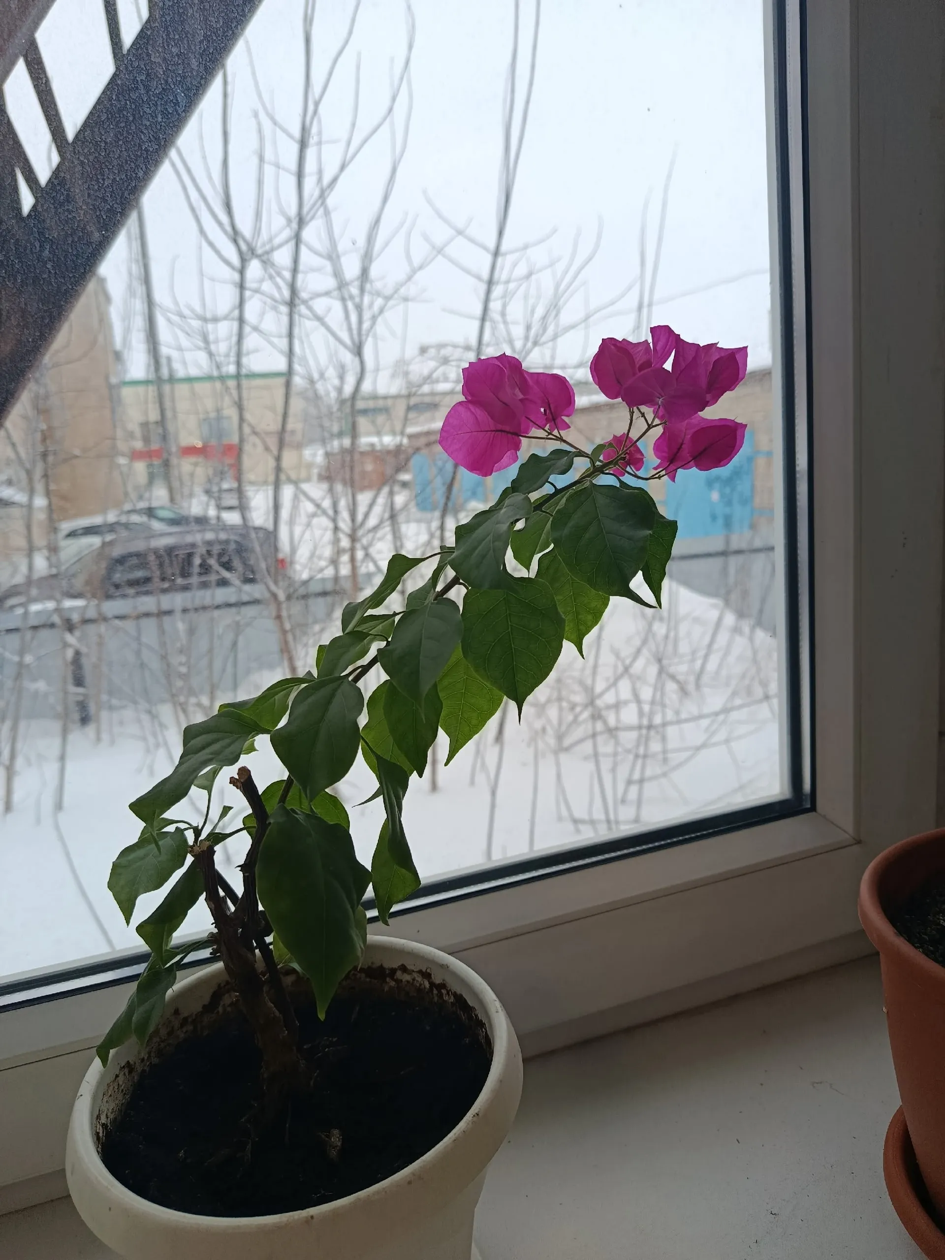 Тәҙрә төбөндәге сәскәләр ауырыймы?