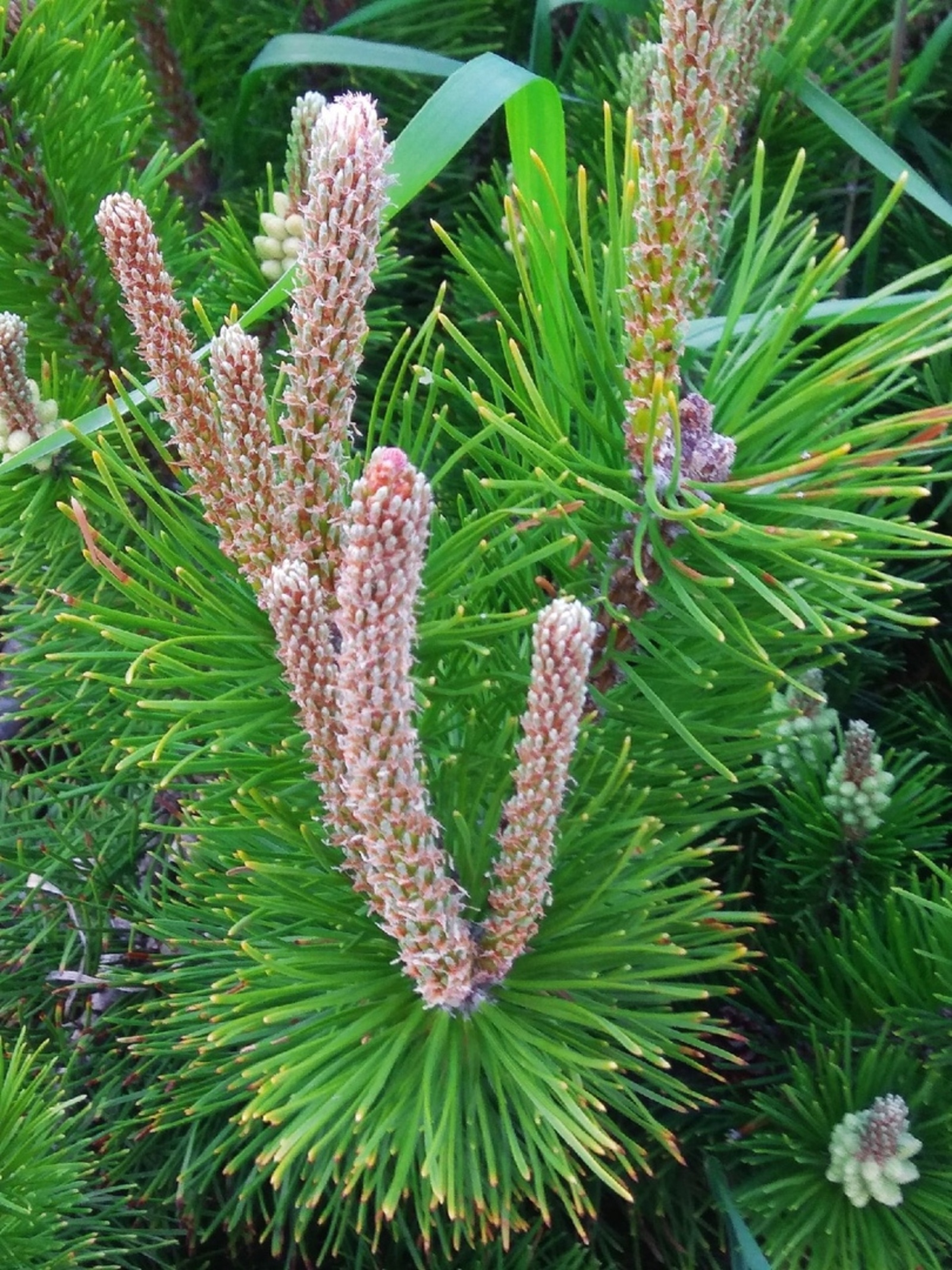 МӘМЕРЙӘ. Хикәйә. Салауат Әбүзәр