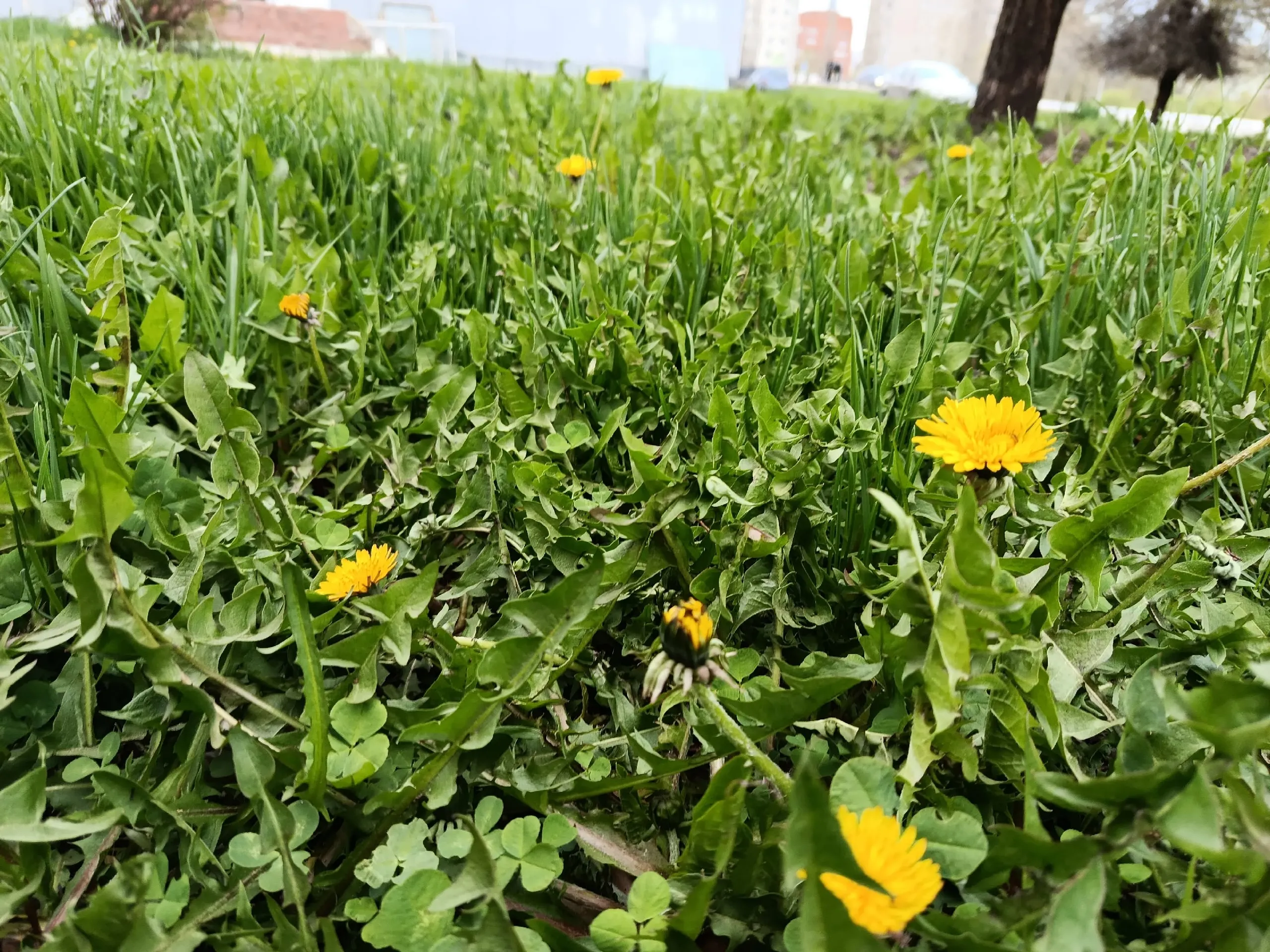 Бәпембәнән ҡайнатма эшләп ҡарайыҡ