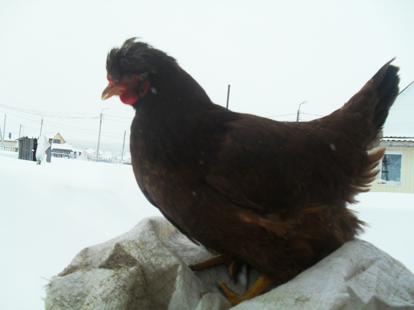 Сәрбиямал ҡарсыҡ йомортҡа һата (Хикәйә)