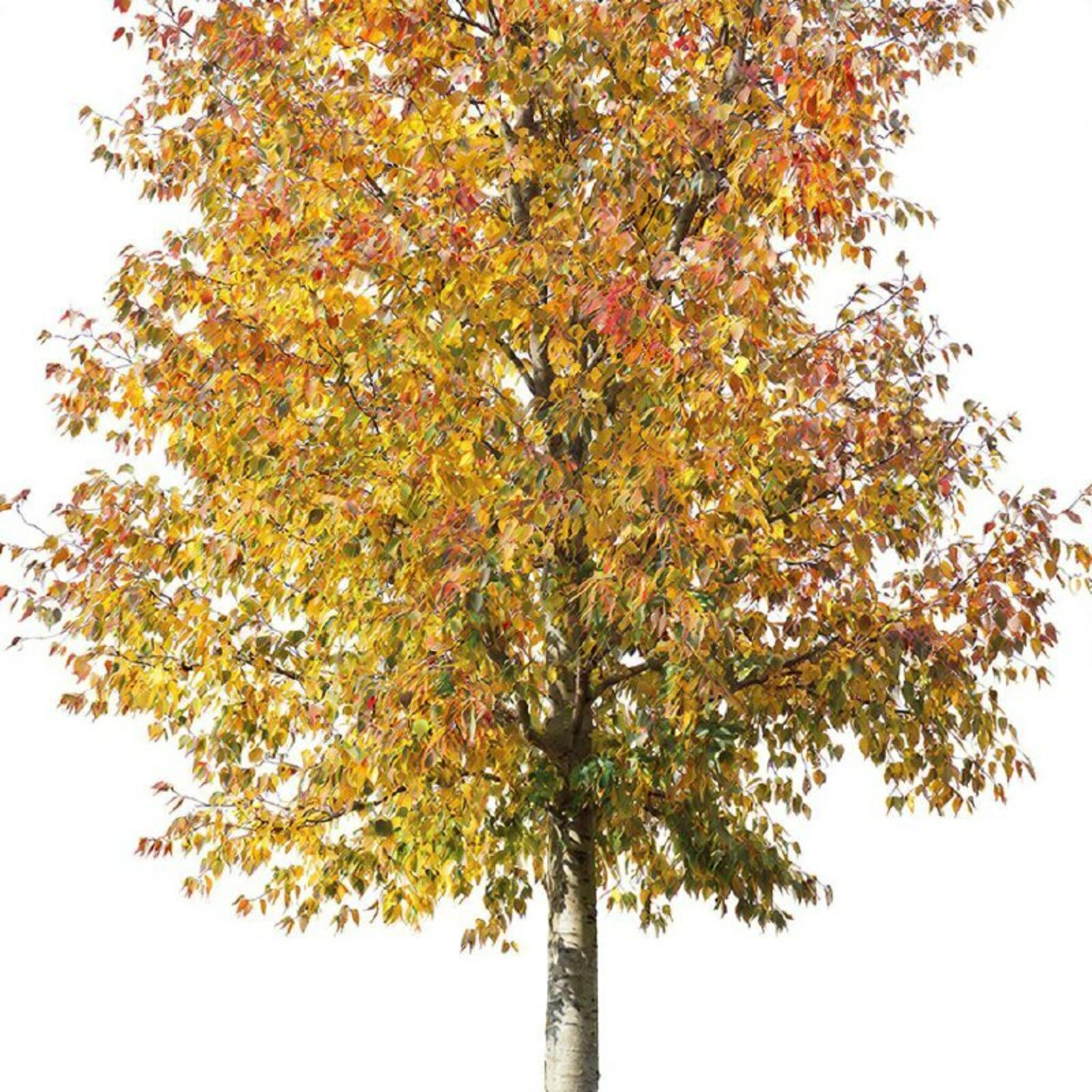 Файҙалы кәңәштәр