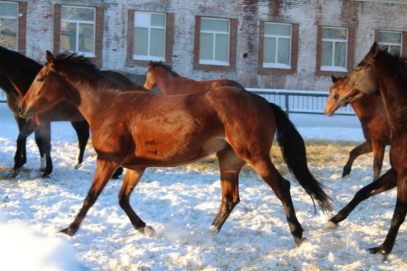 Что делать при встрече с диким животным на дороге?