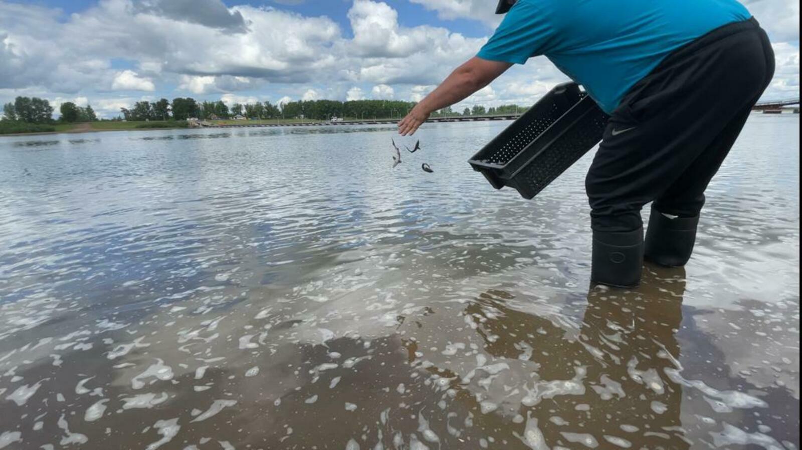 Башкортостане в реку Белая выпустили порядка 2 тысяч мальков стерляди