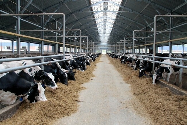Республика вложит 1 млрд рублей в развитие молочного производства и закуп племенного скота.