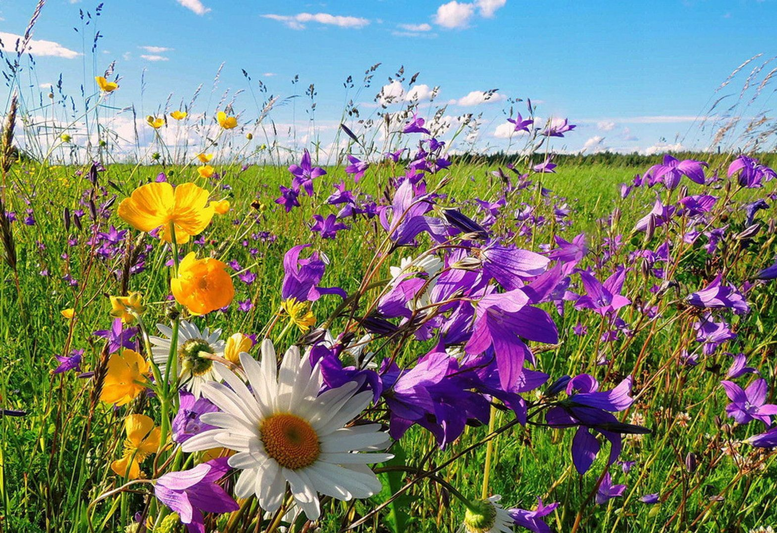 Мәтрүшкә еҫе. Талха Ғиниәтуллин