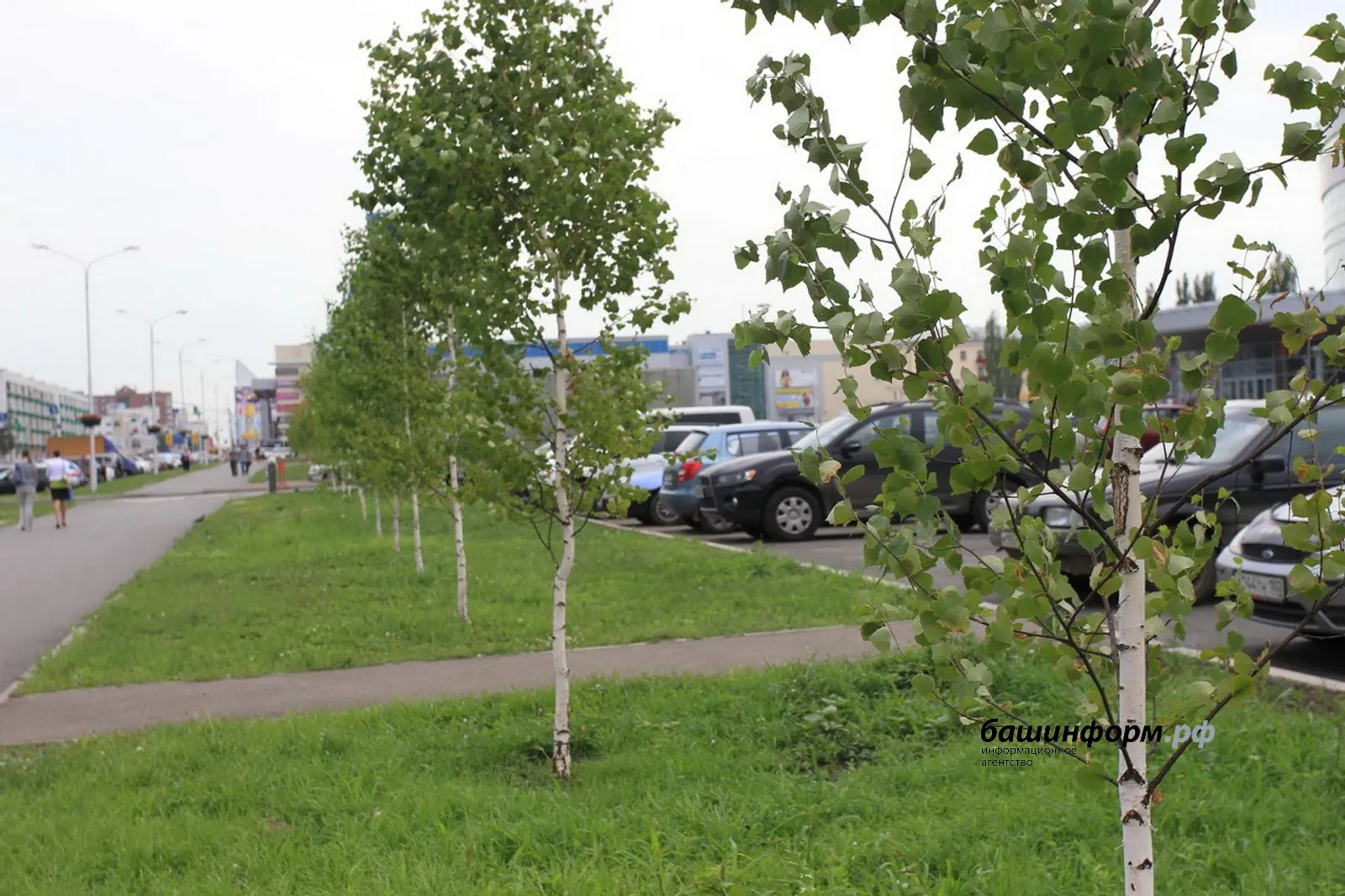 Как пережить период цветения березы в Башкирии