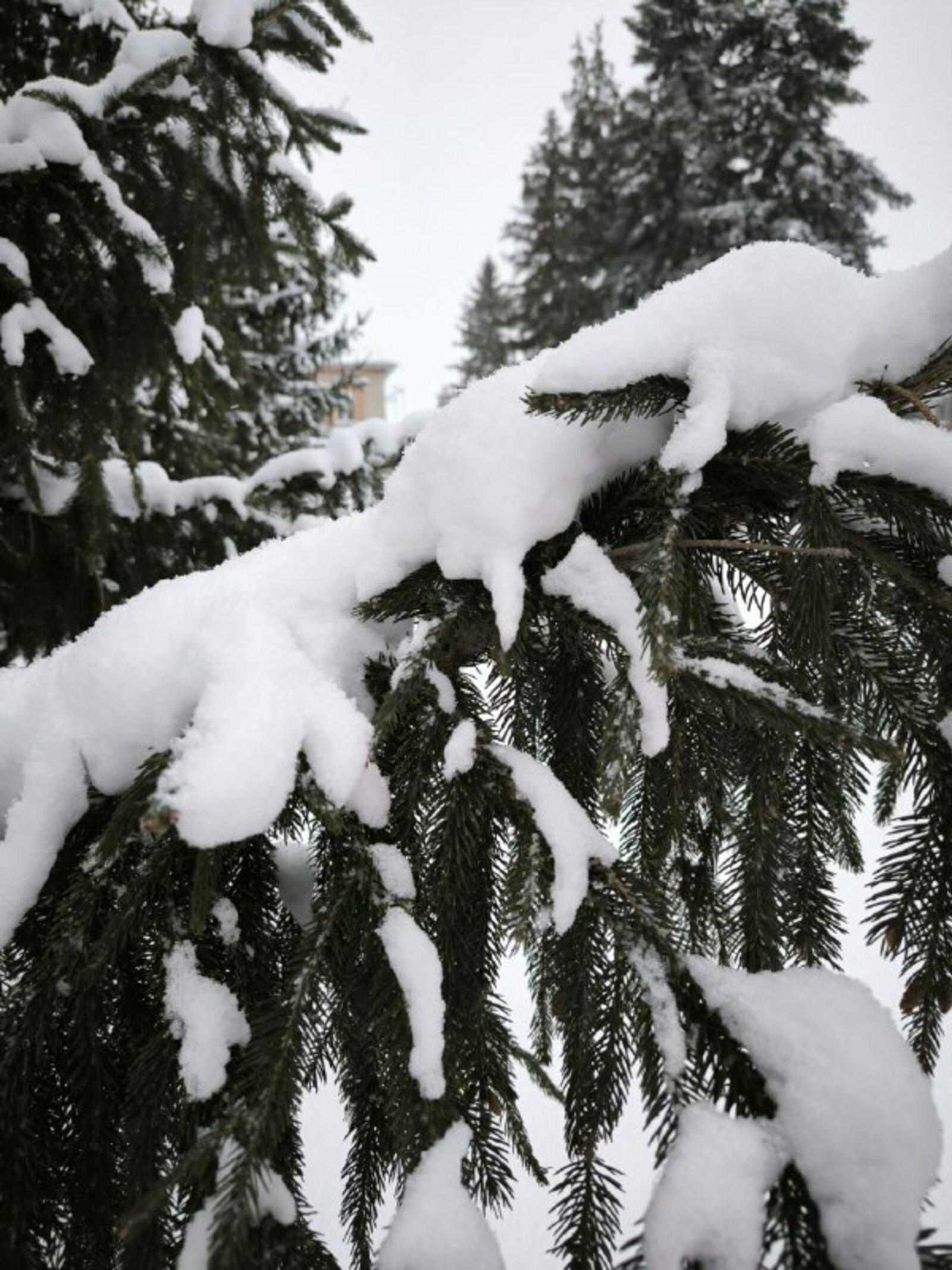 Как правильно кормить птиц зимой