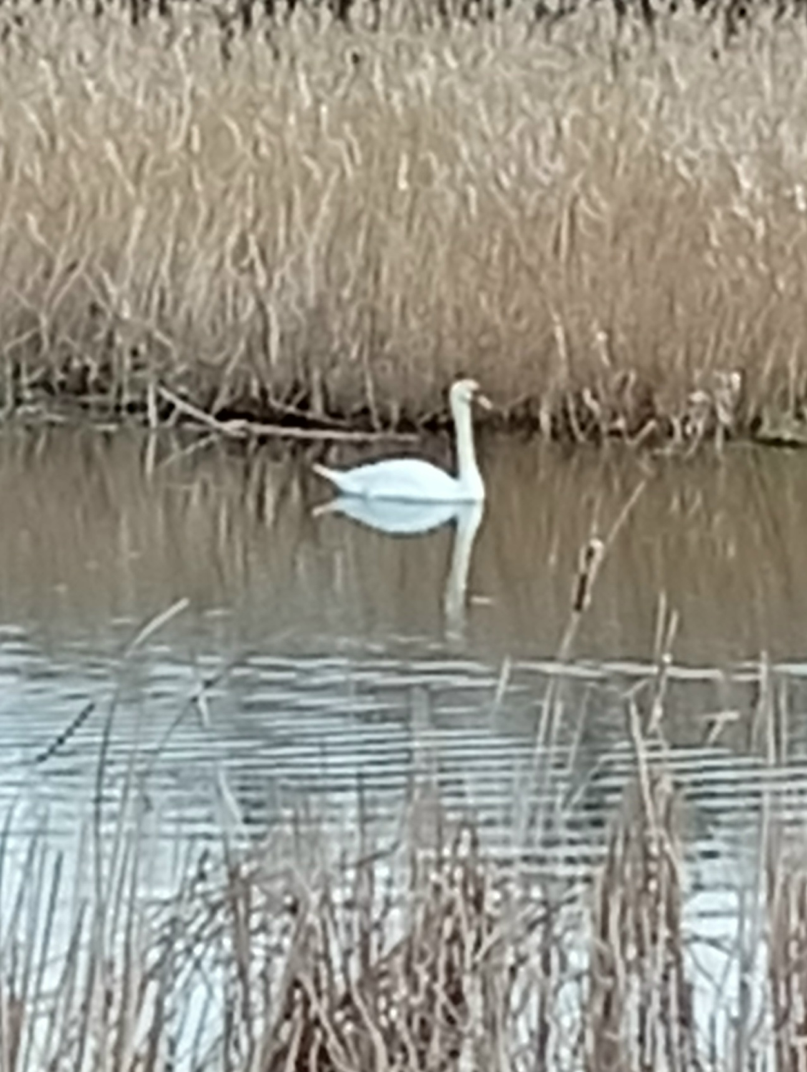 Синьора. Рәйлә Сабитова