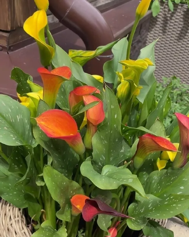 ПЛАН ПОСАДОК РАССАДЫ НА МАРТ, АПРЕЛЬ, МAЙ