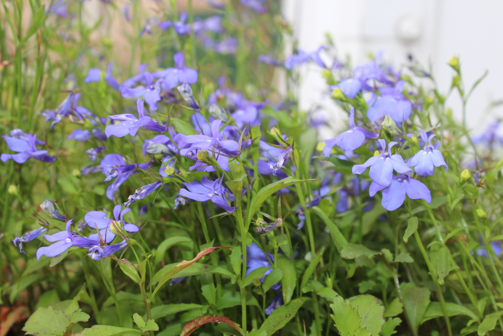 Ҡартайғанда тыртаймағыҙ