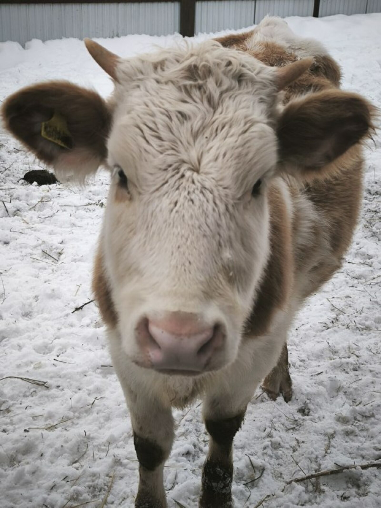 2030 йылға Башҡортостанда 50 заманса һөт фермаһы төҙөү бурысы ҡуйыла