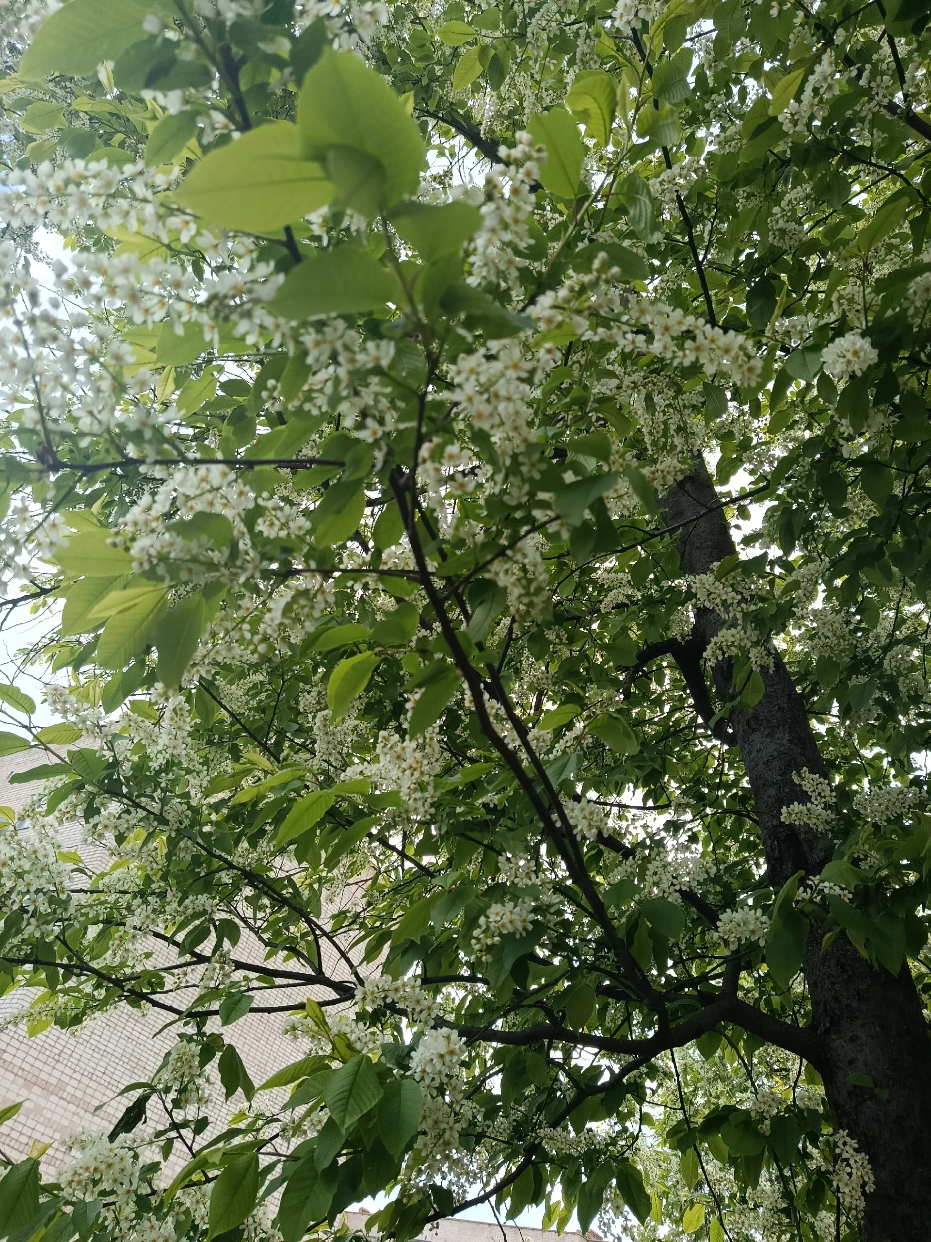 Муйыл сәскә ата. Ә уның төрлө ауырыуҙарҙан шәп дауа икәнлеген беләһегеҙме