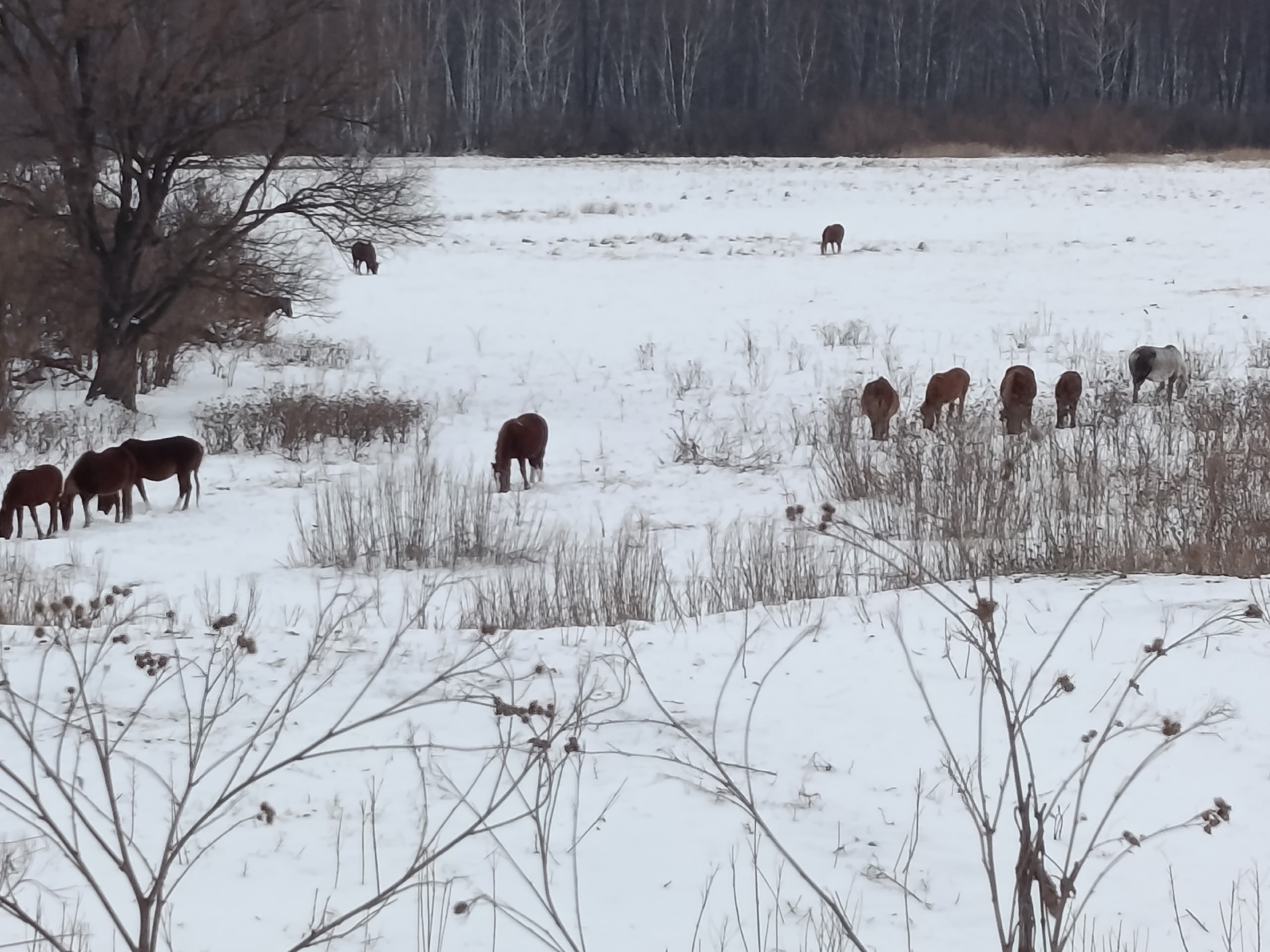 Аттар тураһында ҡыҙыҡлы мәғлүмәт