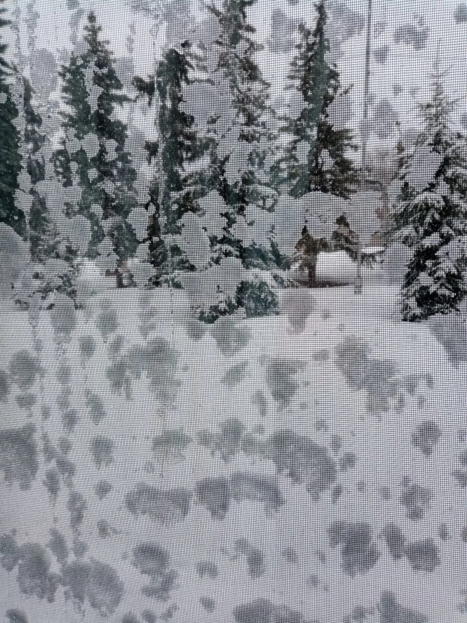 Йыртыҡ аҡса