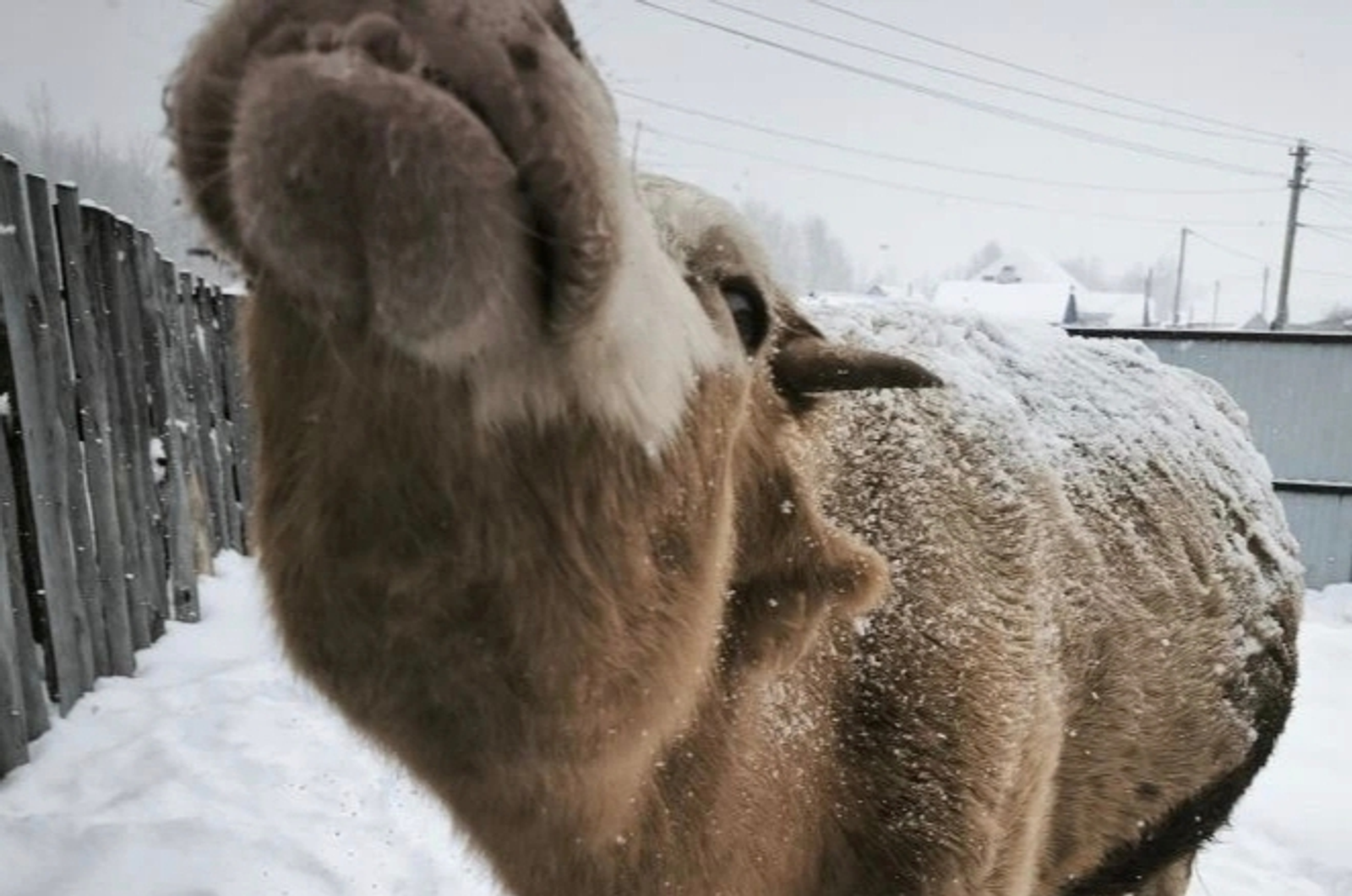 Мәләүез районының бер ауылында карантин