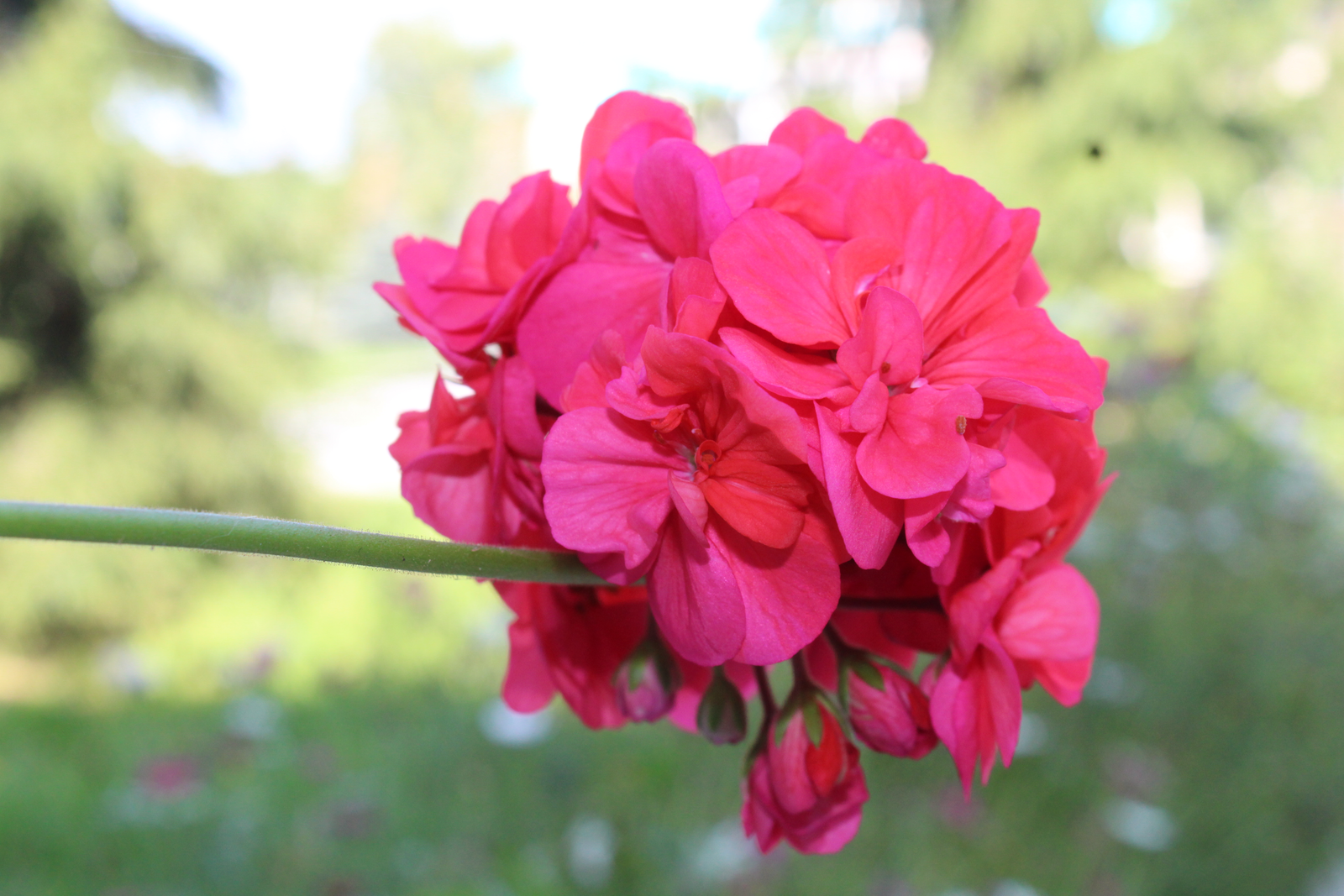 Ауырығанда уҡылған доға