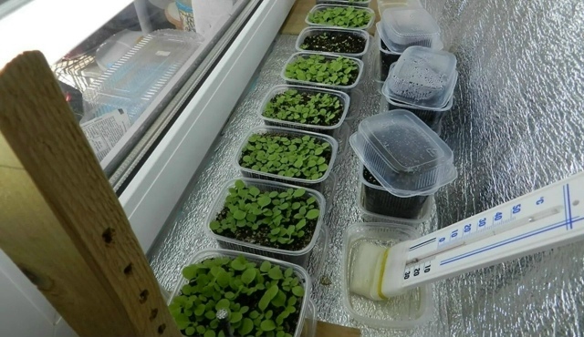 Простой кусок фольги спасет вашу рассаду от вытягивания