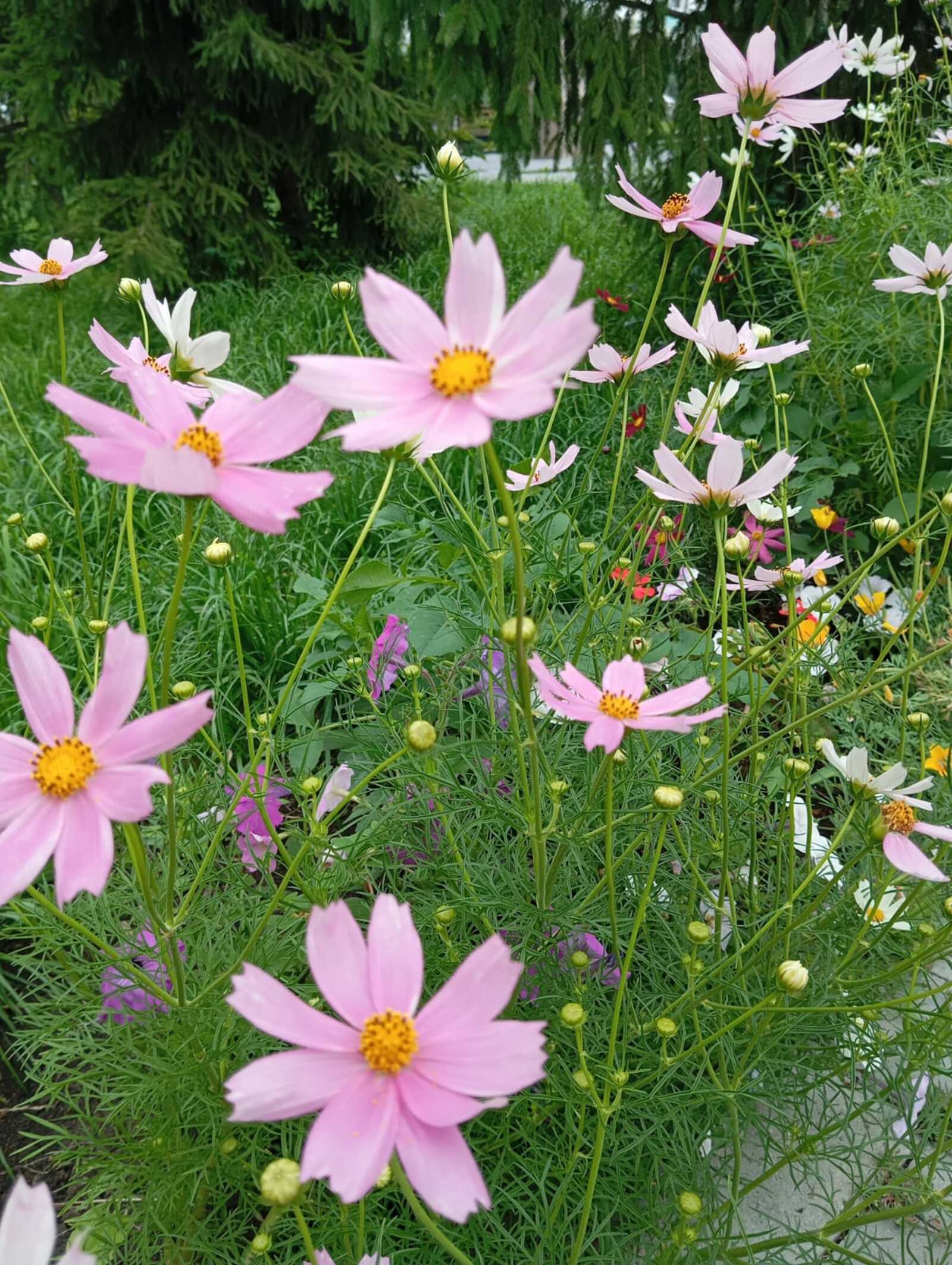 Торнадо. Хикәйә. Таңсулпан Ғарипова