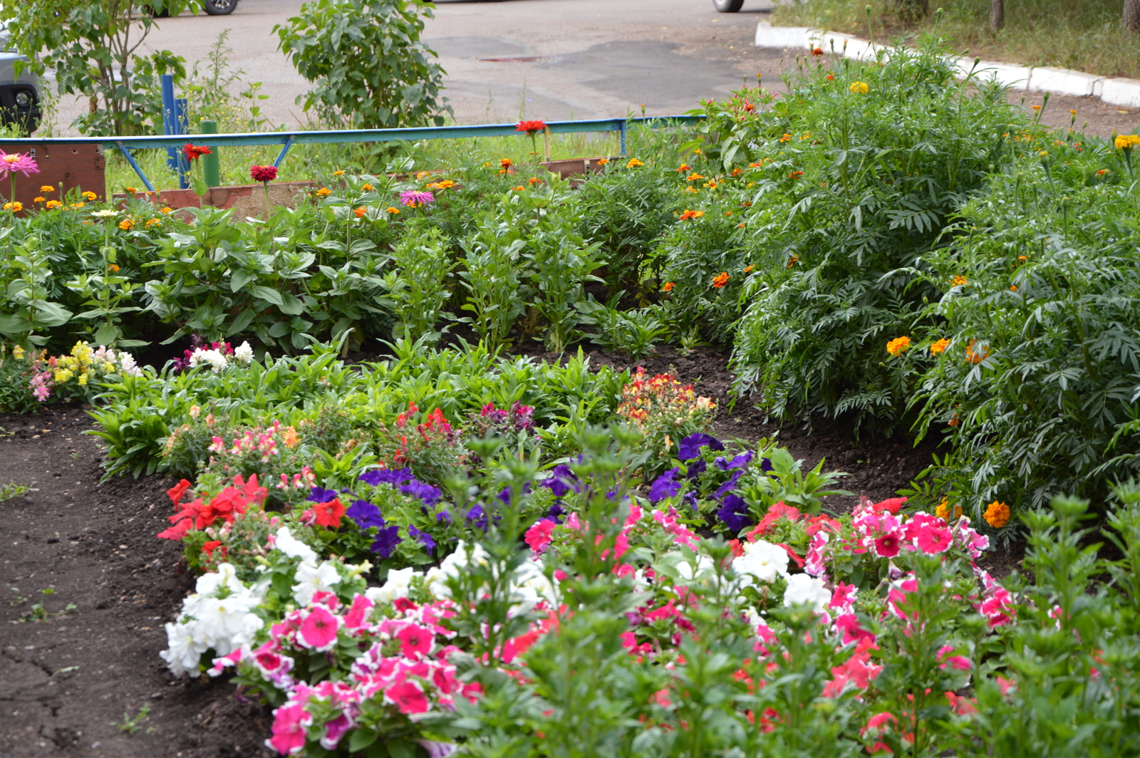 Гортензия тураһында һөйләйбеҙ