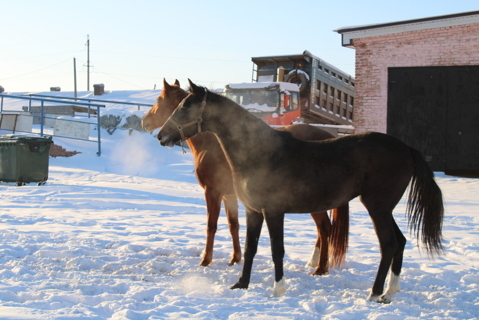 Ҡотло булһын Йылҡы йылы!