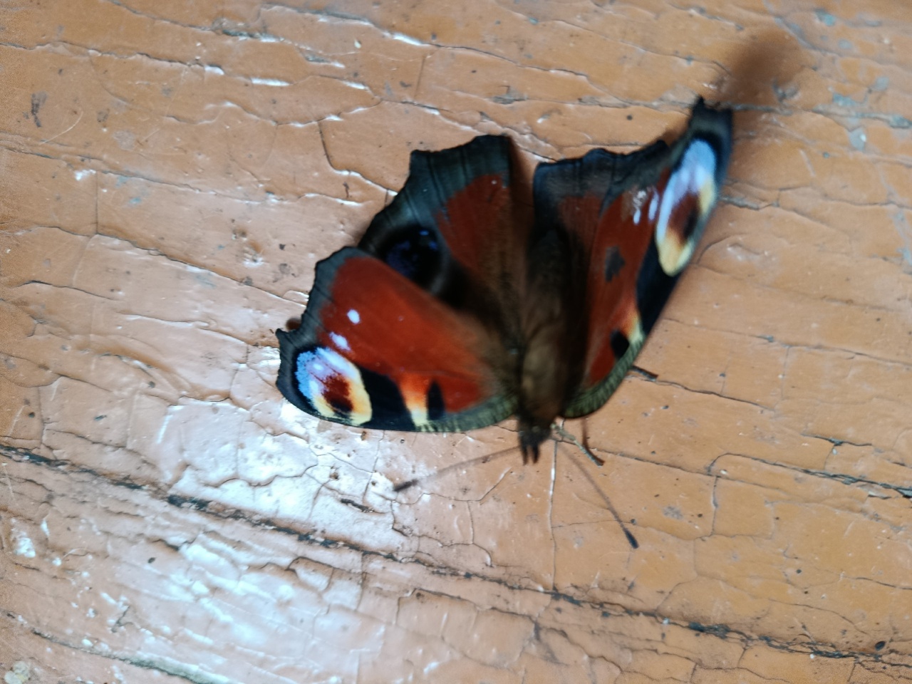 Эскесе үгәй атай һалған яралар һаман һыҙлай... (булған хәл)