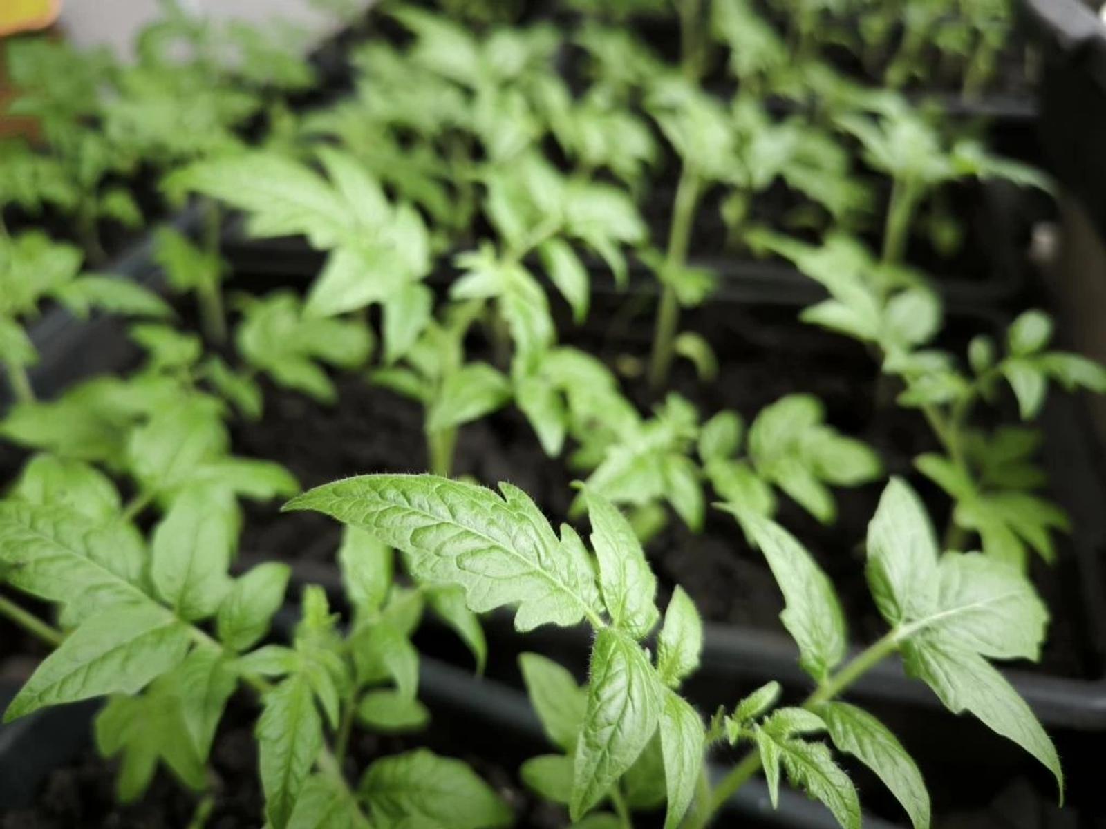 ЧЕМ ПОДКАРМЛИВАТЬ РАССАДУ ТОМАТОВ