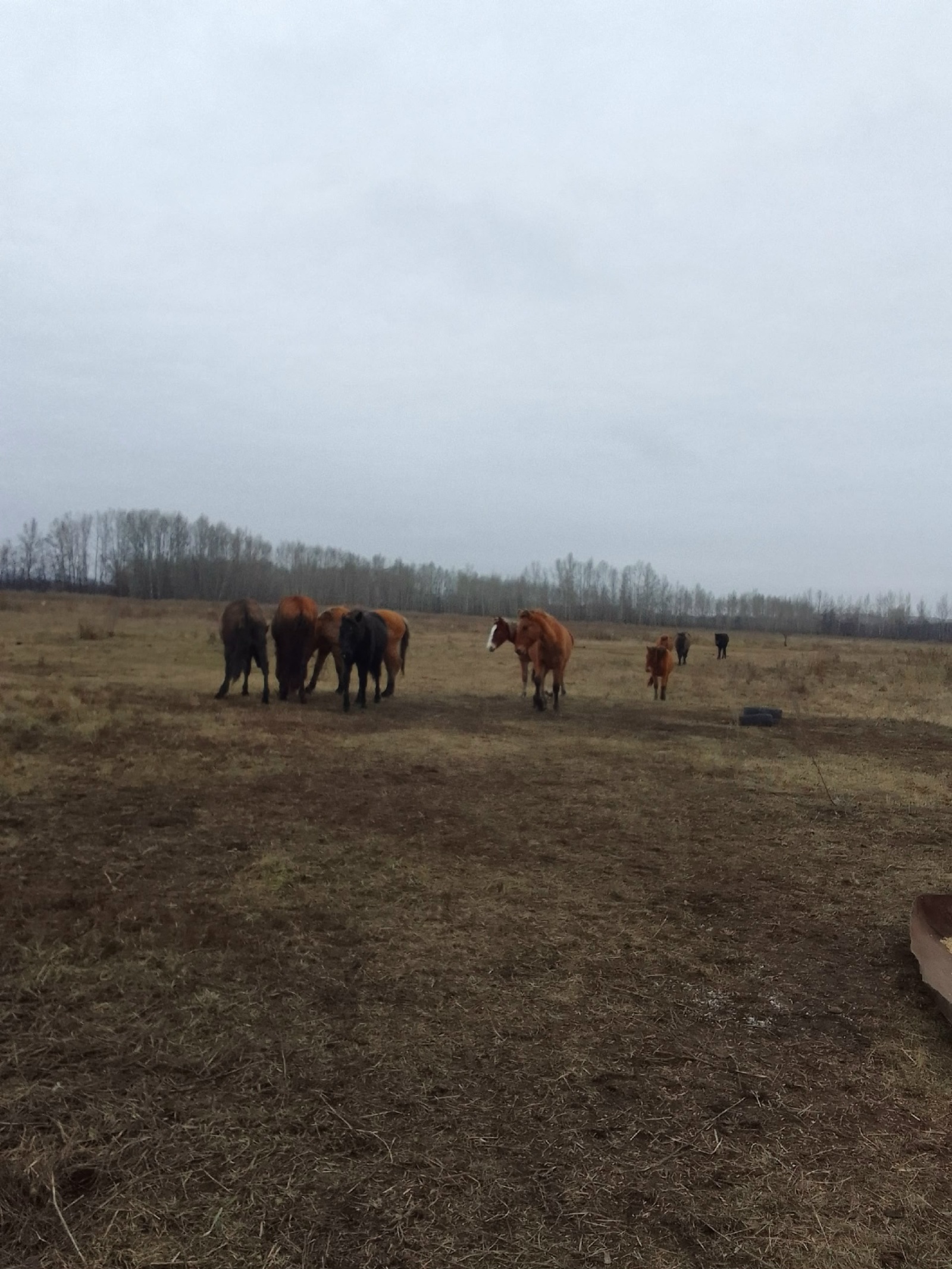 Ҡыҙғансыҡ (Хикәйәнең аҙағы)