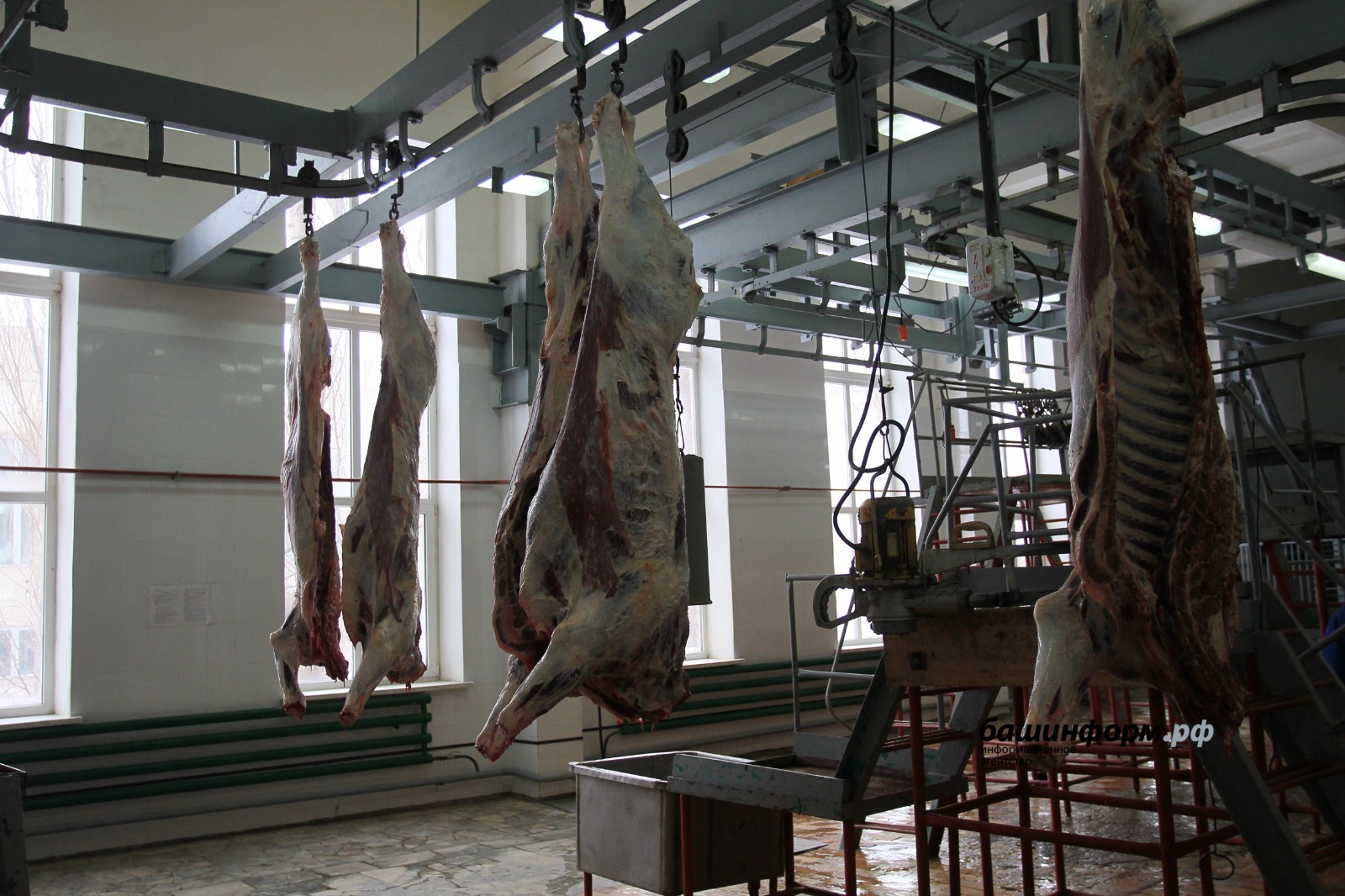 В Башкортостане выросло производство молока и мяса.