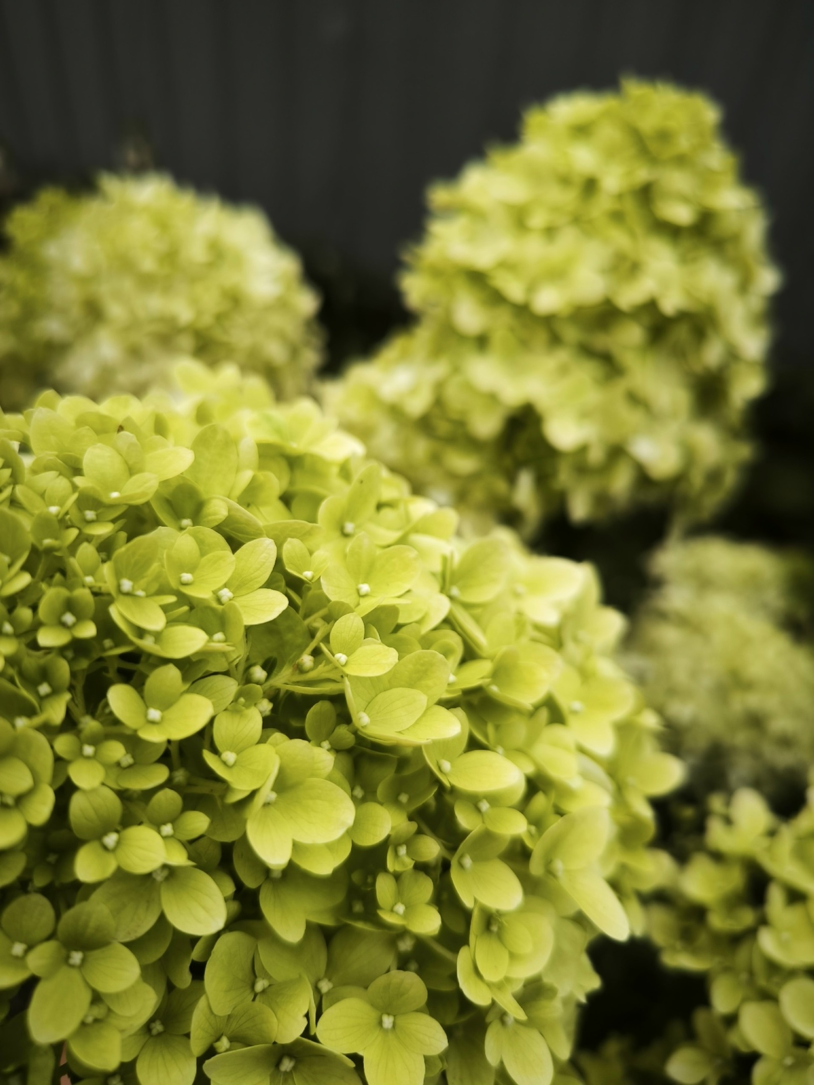 ЧТОБЫ ГОРТЕНЗИИ РАДОВАЛИ ПЫШНЫМ ЦВЕТЕНИЕМ