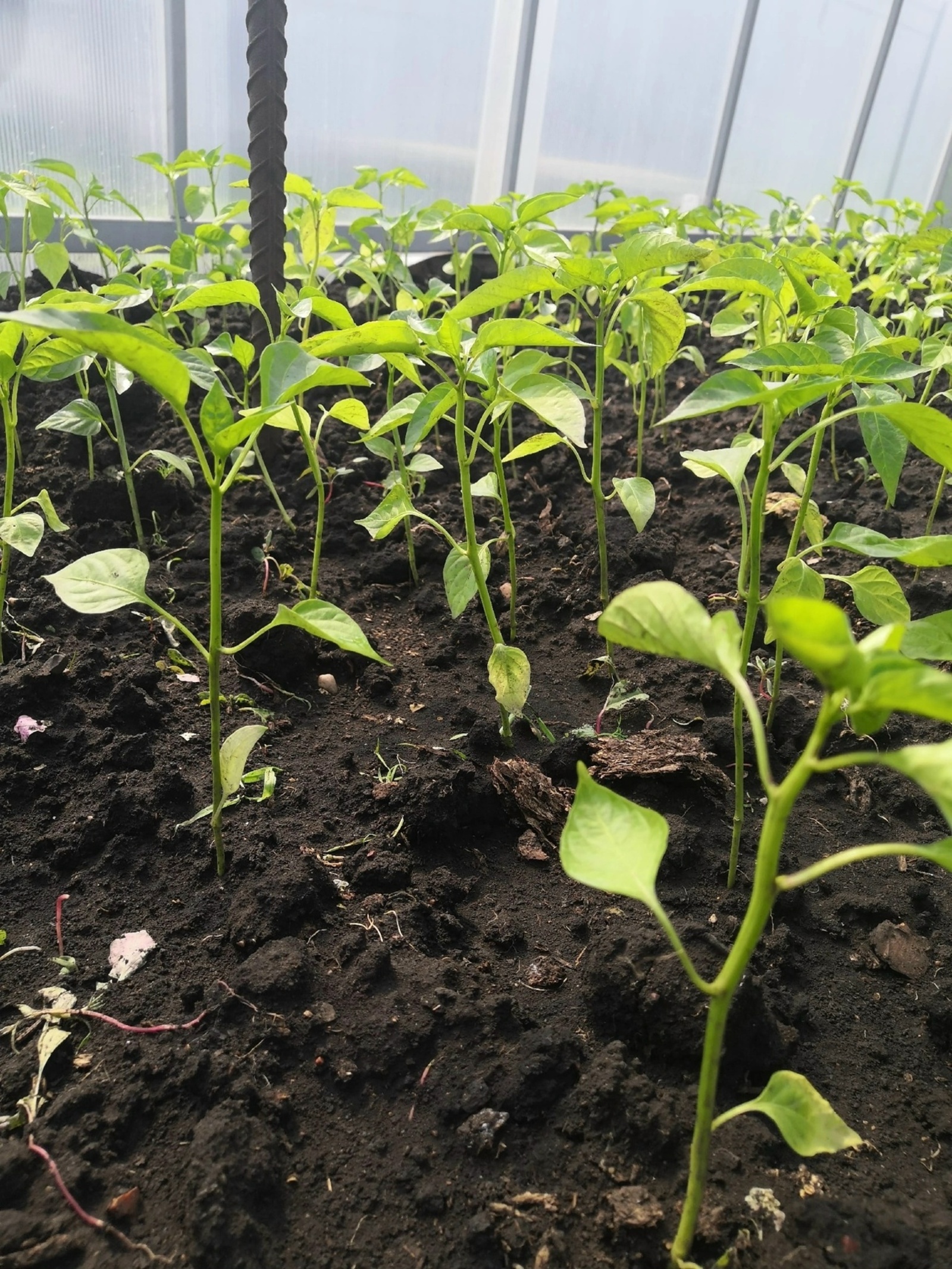 Весенняя обработка теплицы от фитофторы