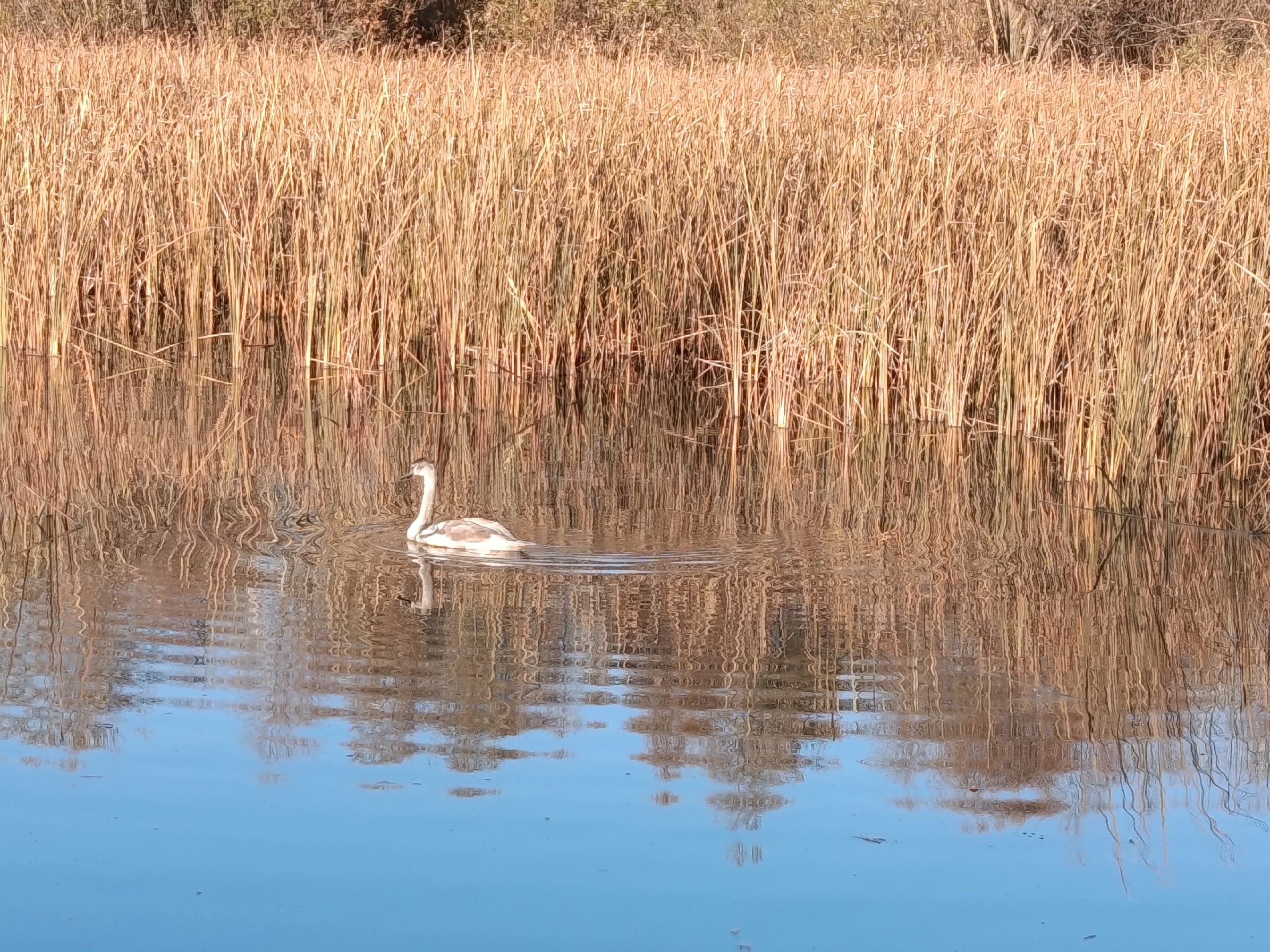 Мөхәббәт ҡарағы (Сания Шәрипова)