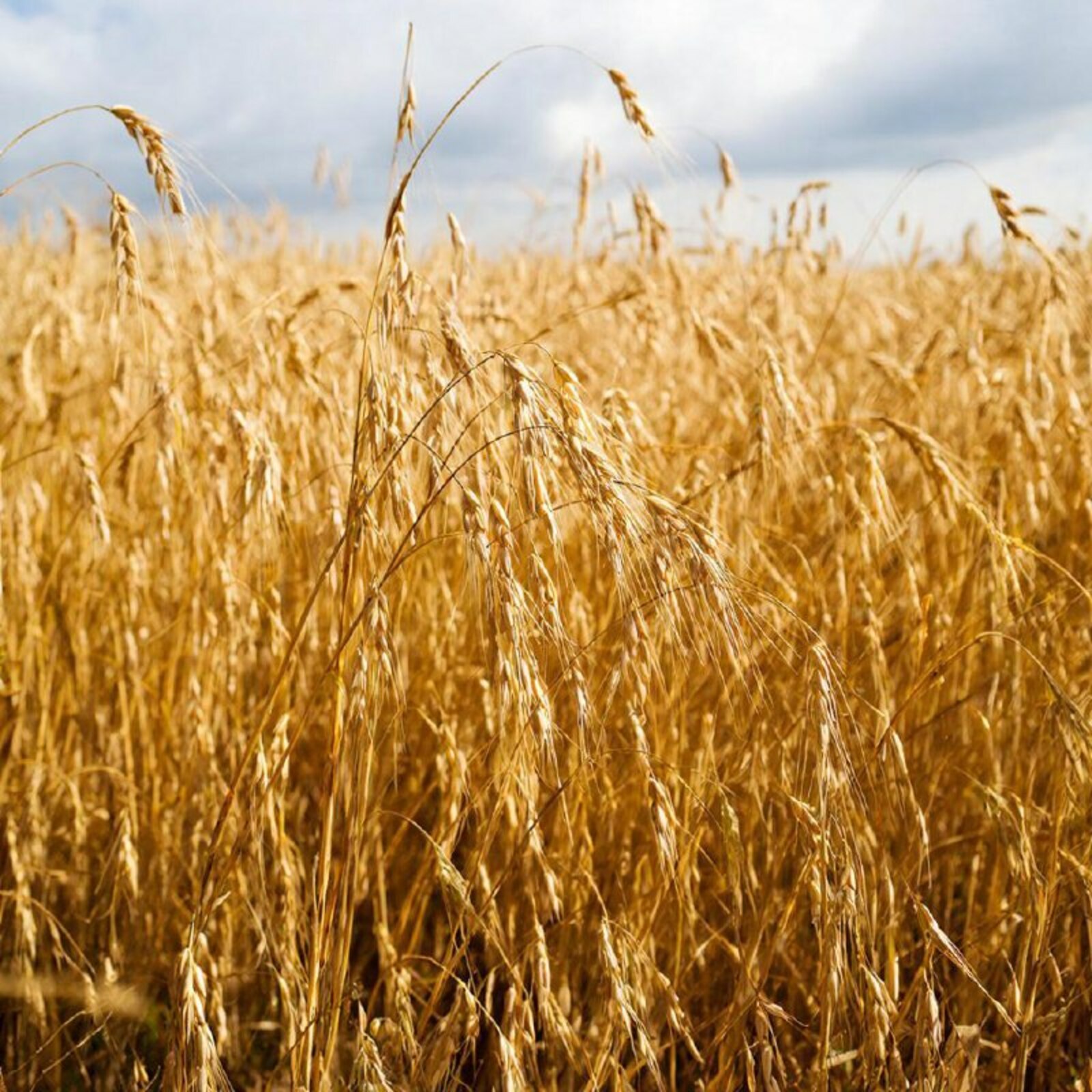 Файҙалы кәңәштәр