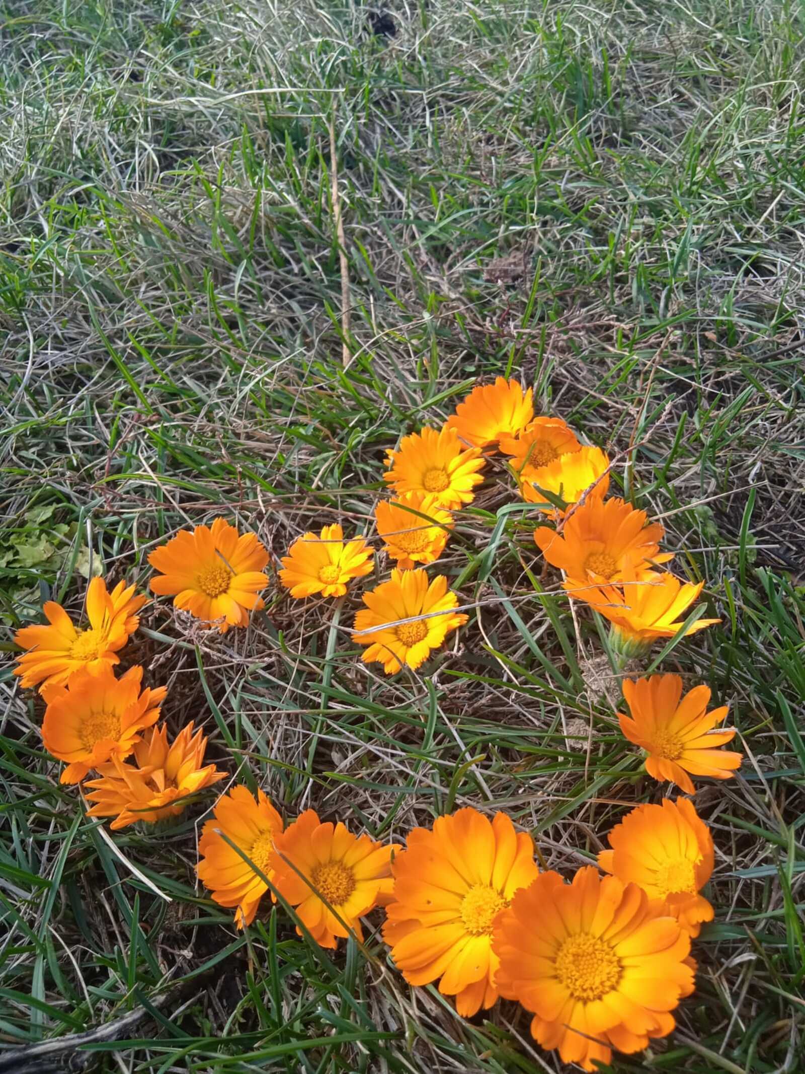 МАТУР ШИҒЫР