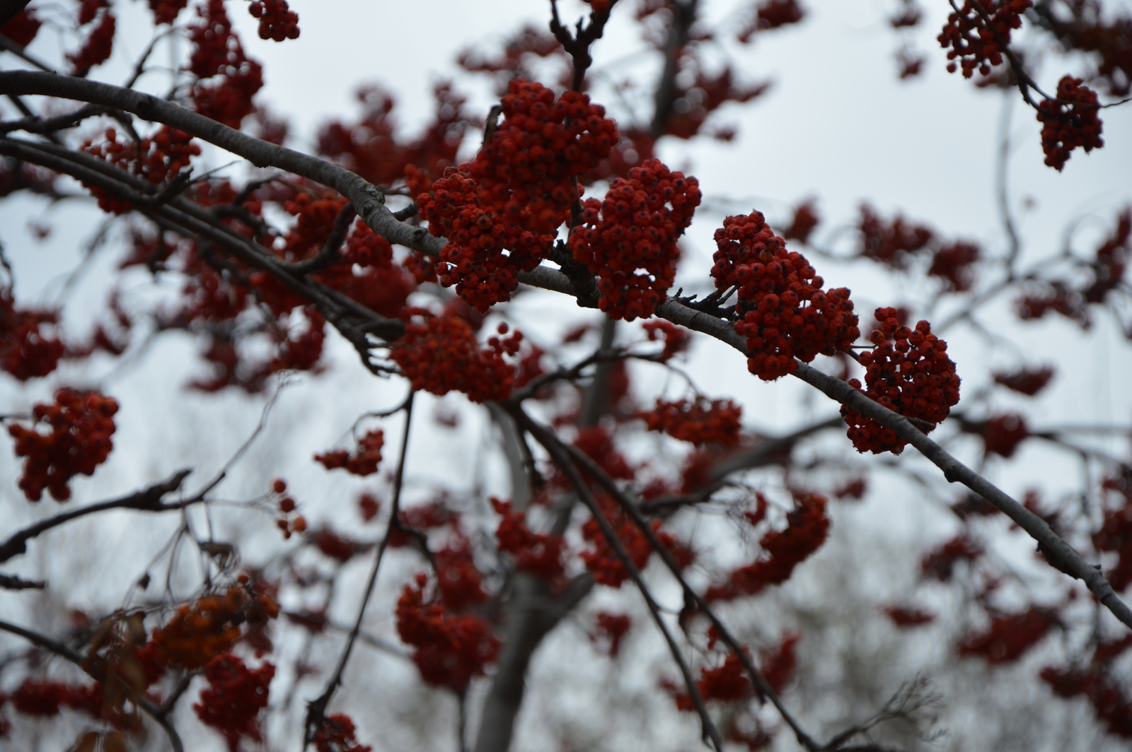 РАББЫМ ҮҘЕ ЯҠЛАҺЫН!