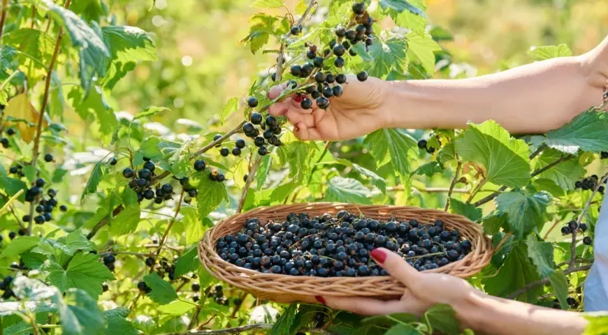 Картуф ҡабығын ҡарағат төбөнә күмәм...