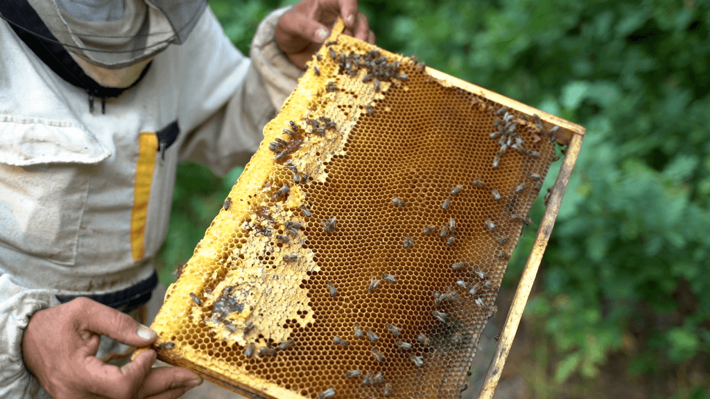 В Уфе 20-21 сентября состоится международный онлайн-симпозиум пчеловодов