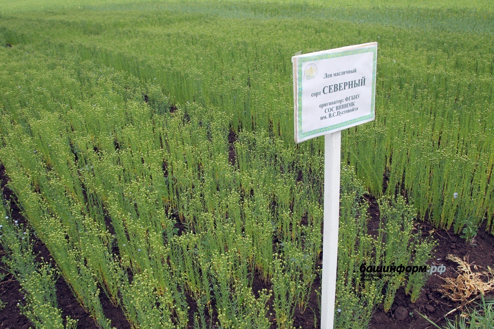 Башкирия экспортировала в Европу и Китай более 2,4 тысячи тонн масличного льна
