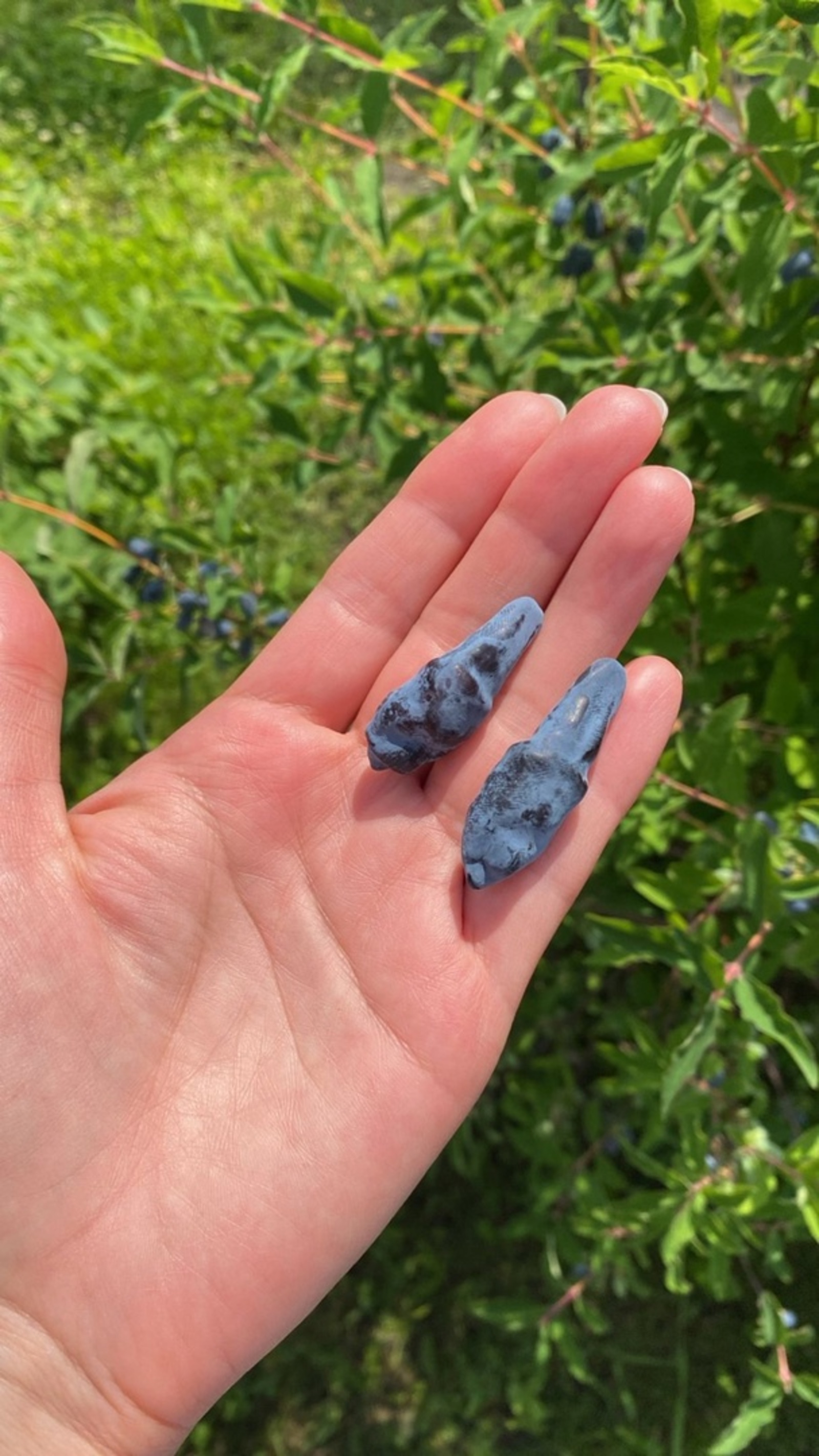 Ғәҙәтегеҙгә һеңһен