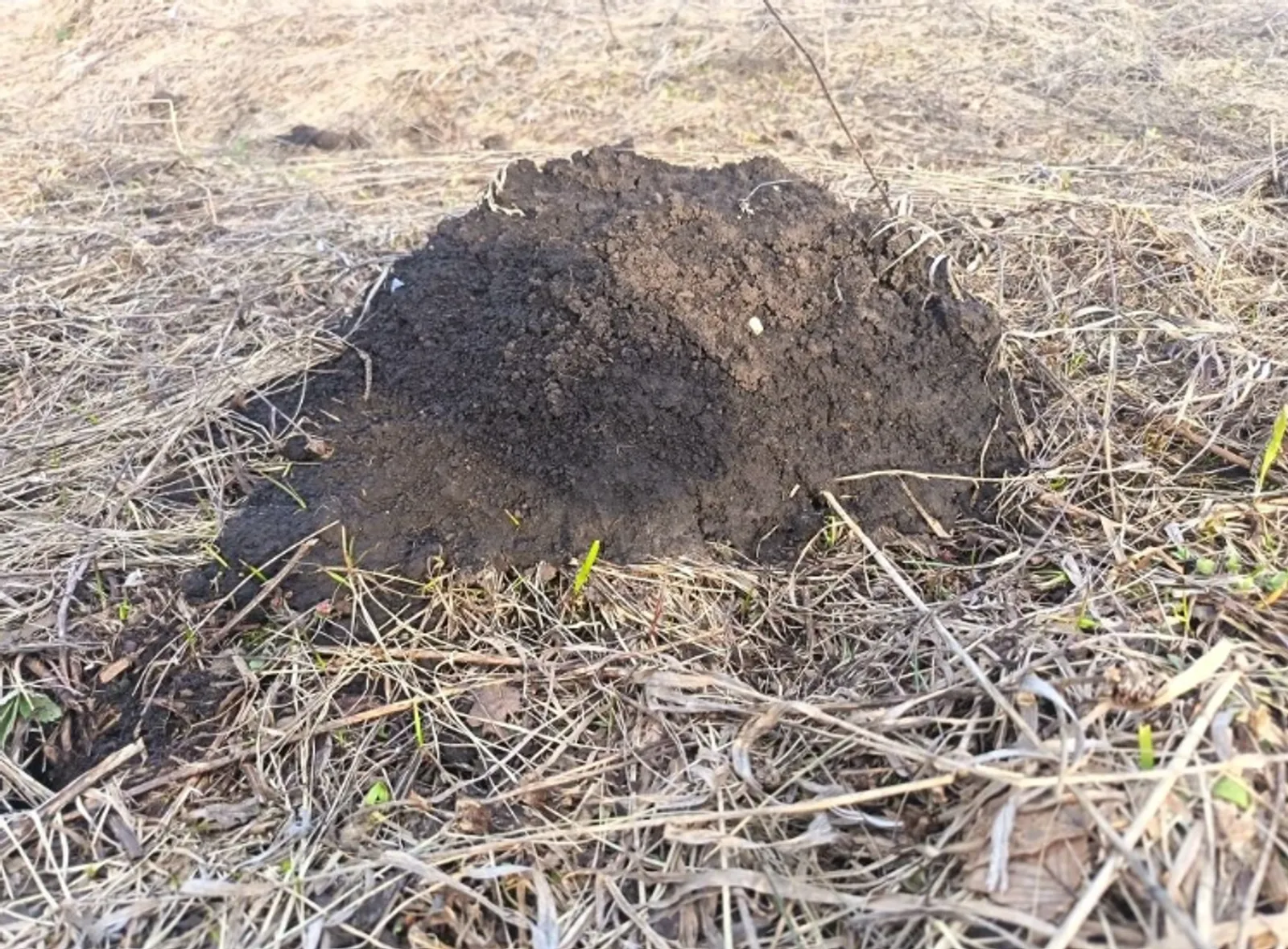 Һуҡыр сысҡандан ҡотолоп буламы?