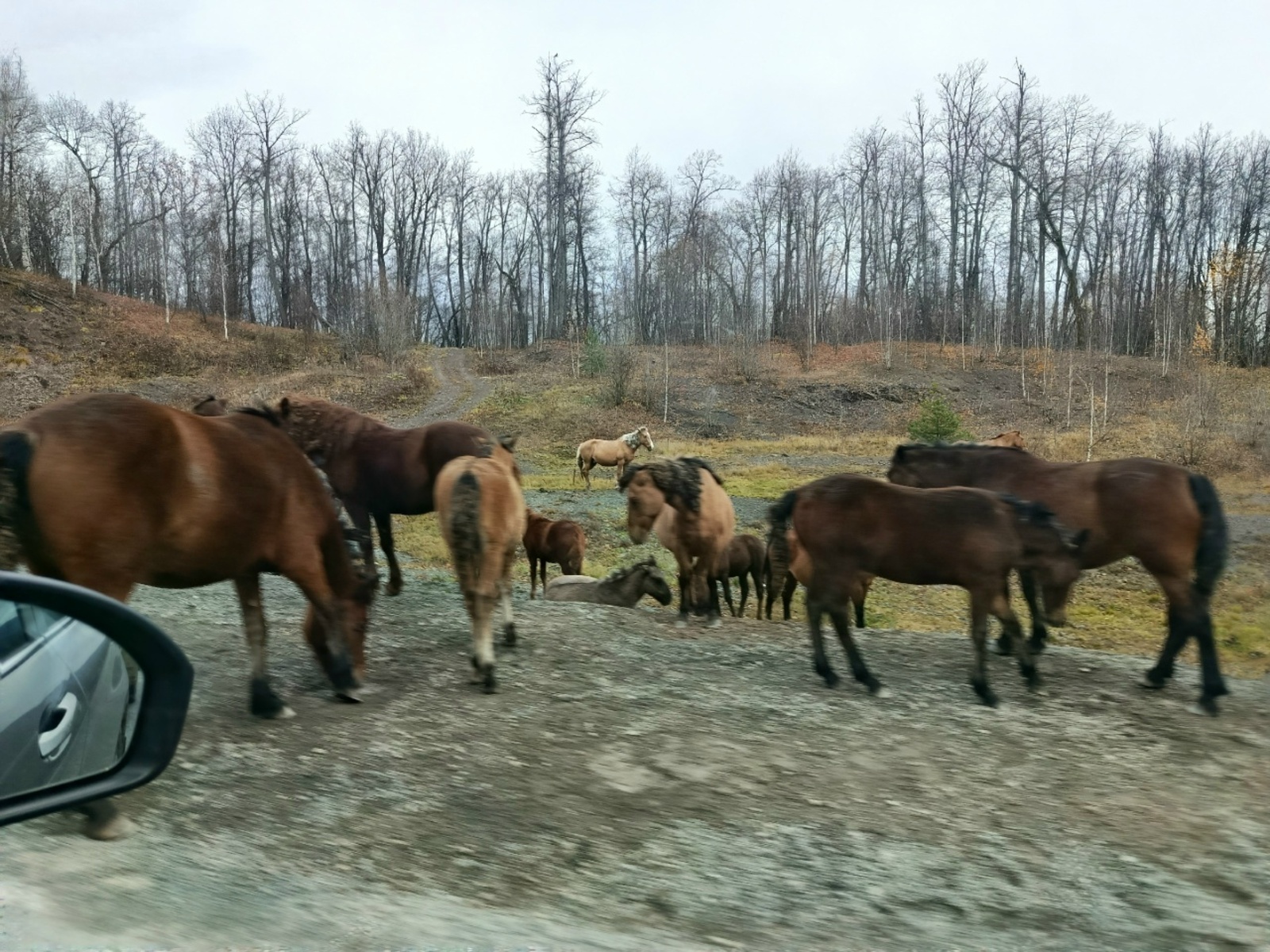 За два дня в районе Башкирии произошло три ДТП с животными