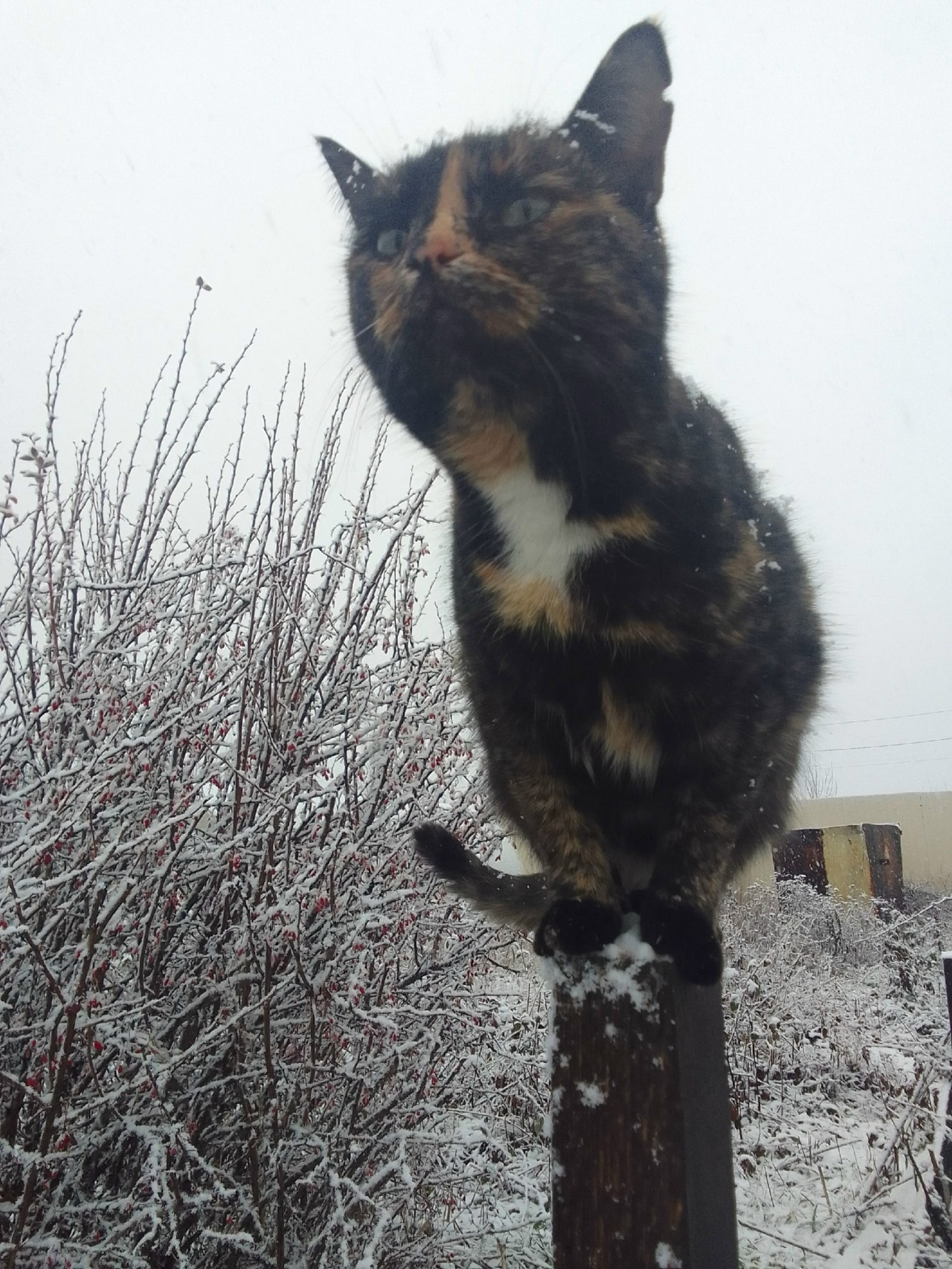 Почему не стоит хранить в телефоне фотографии документов и банковских карт?